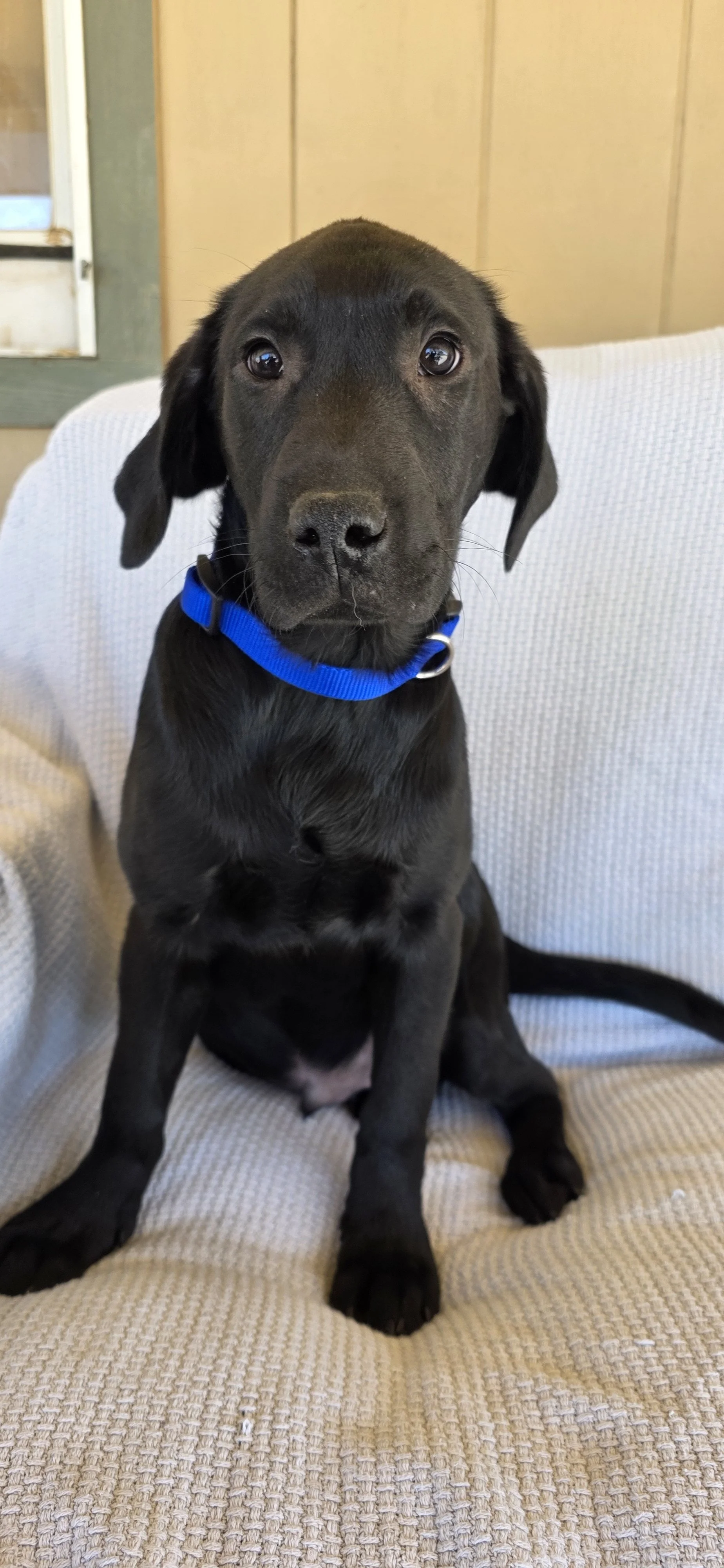 Ace - M Labrador