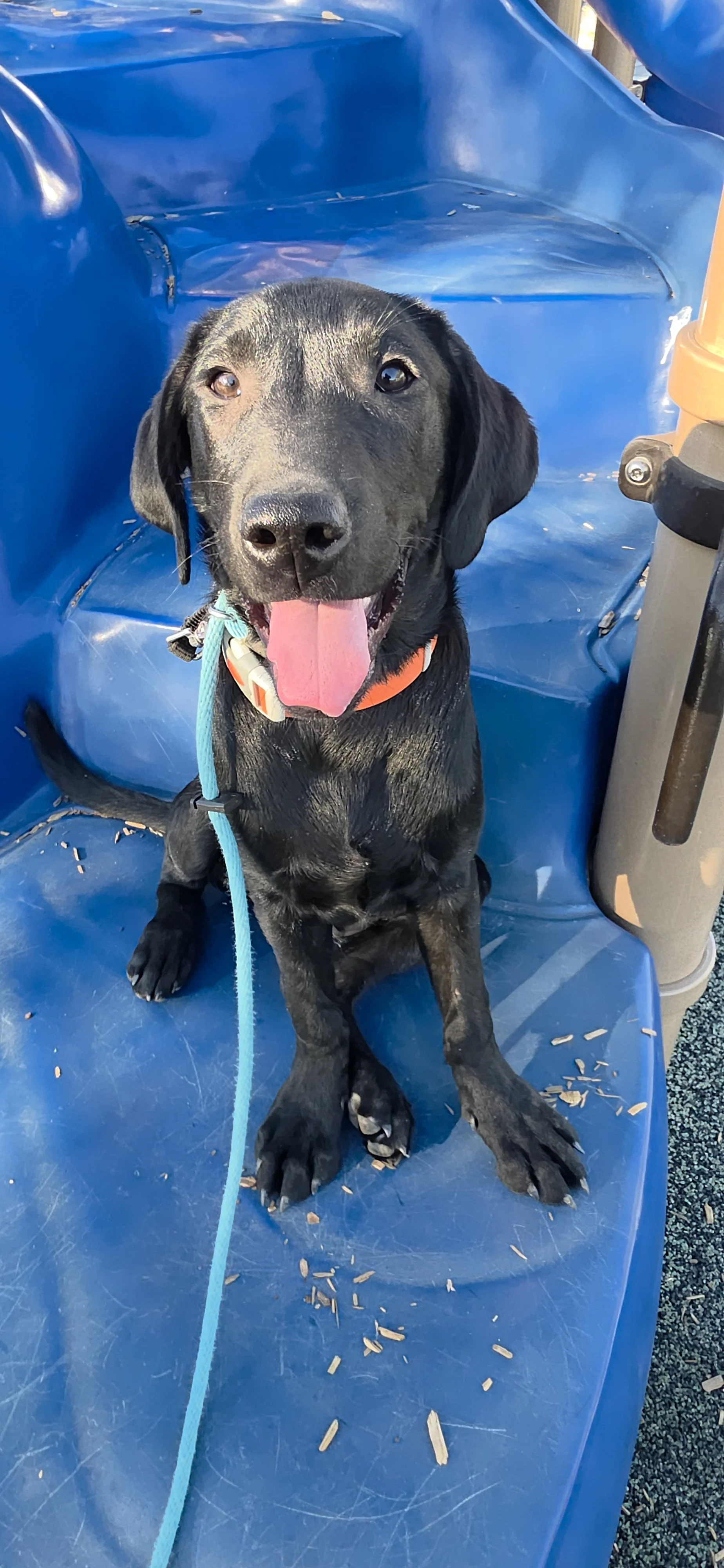 Oakley M Labrador