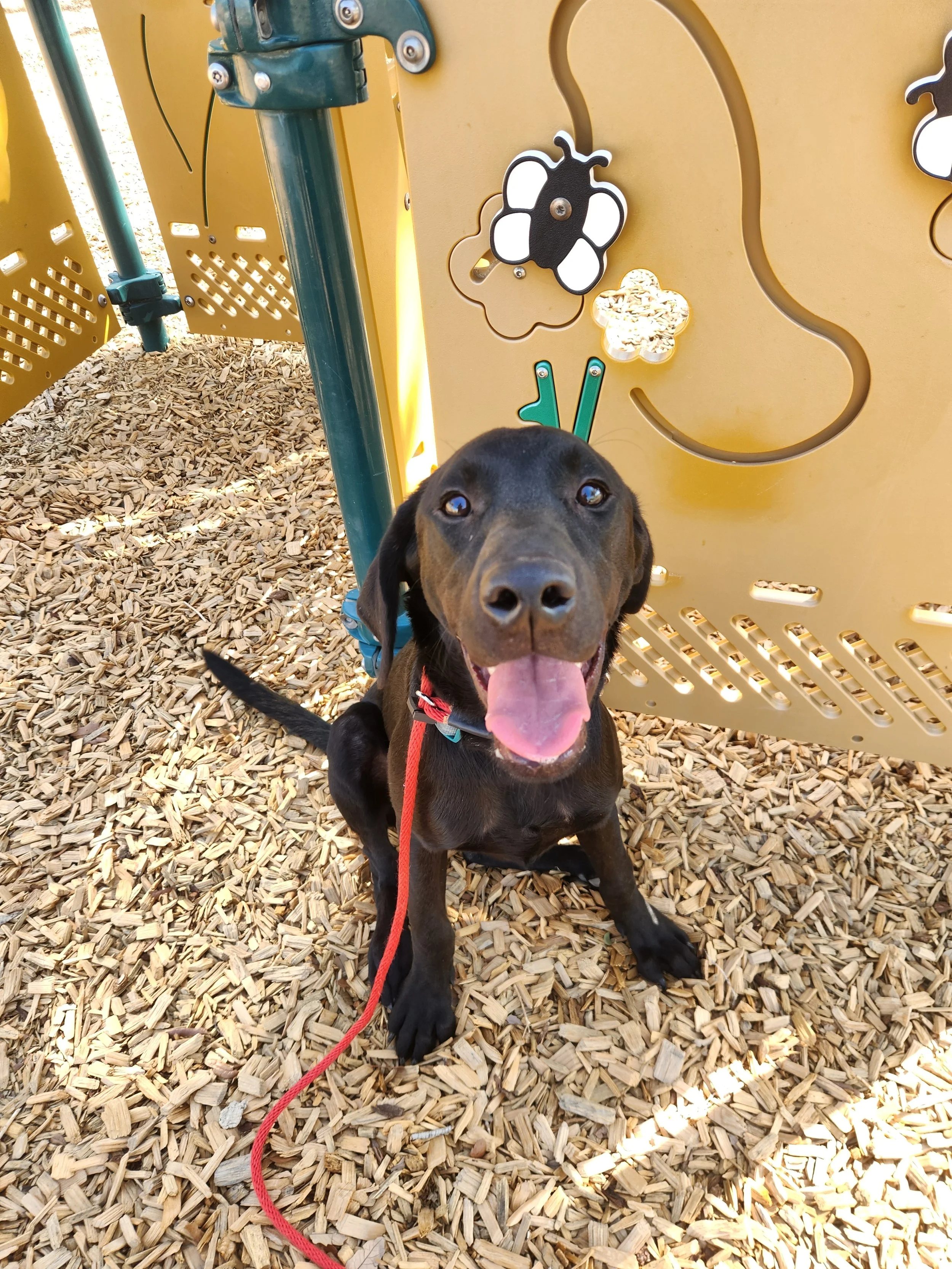 Radar - M Labrador