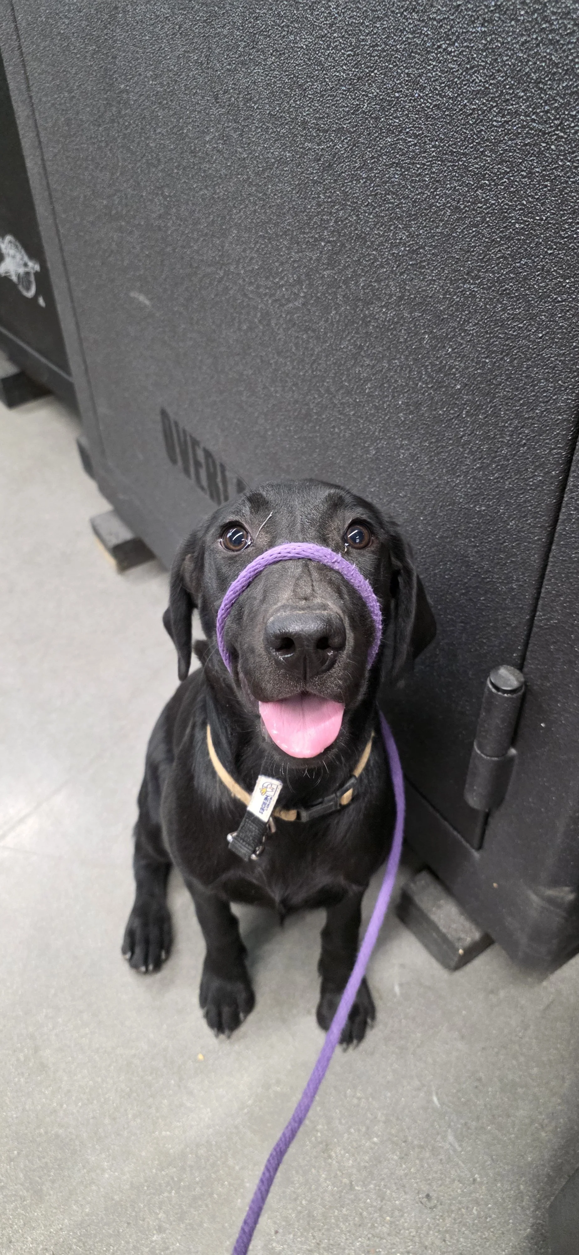 Suzie Q - Female Labrador