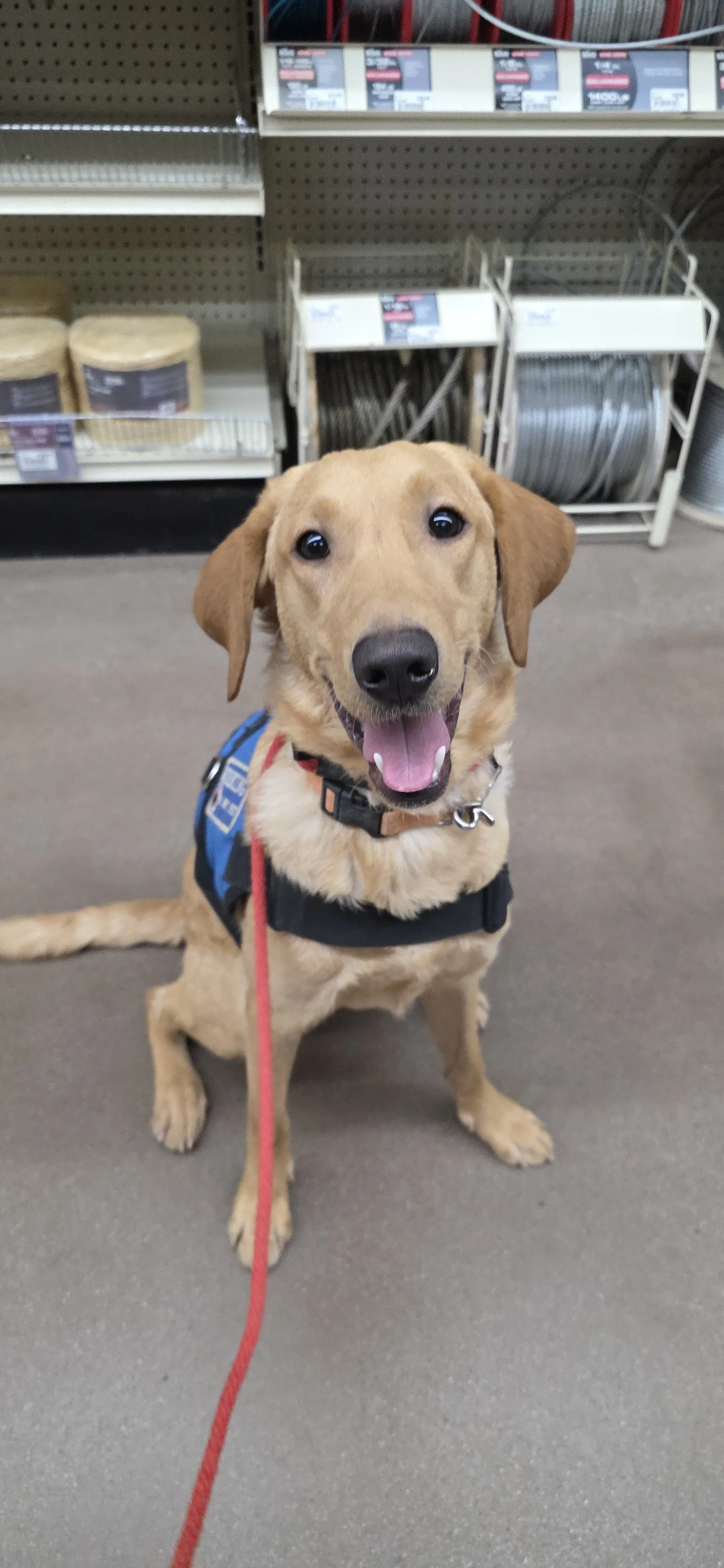 Joe-  Male Labrador