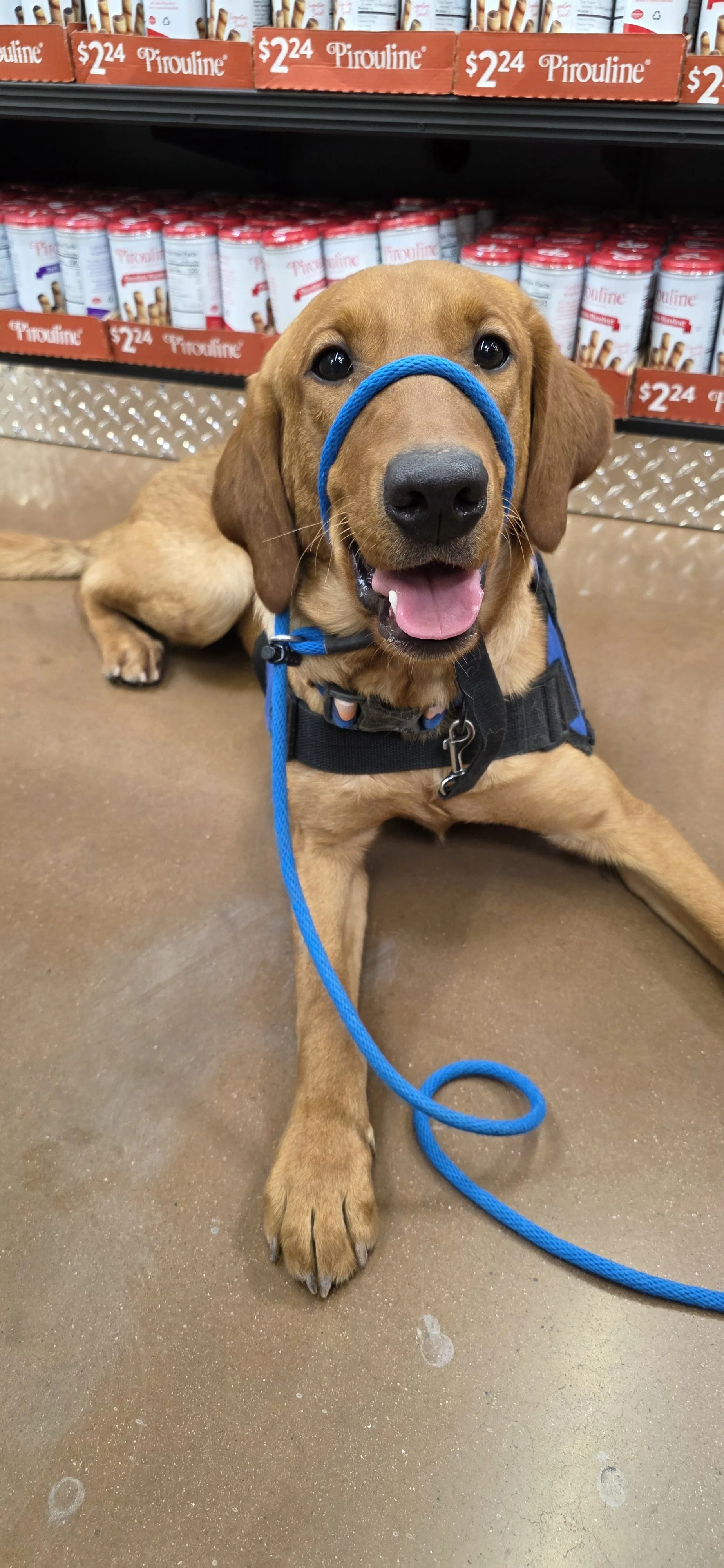 Ray - Male Labrador