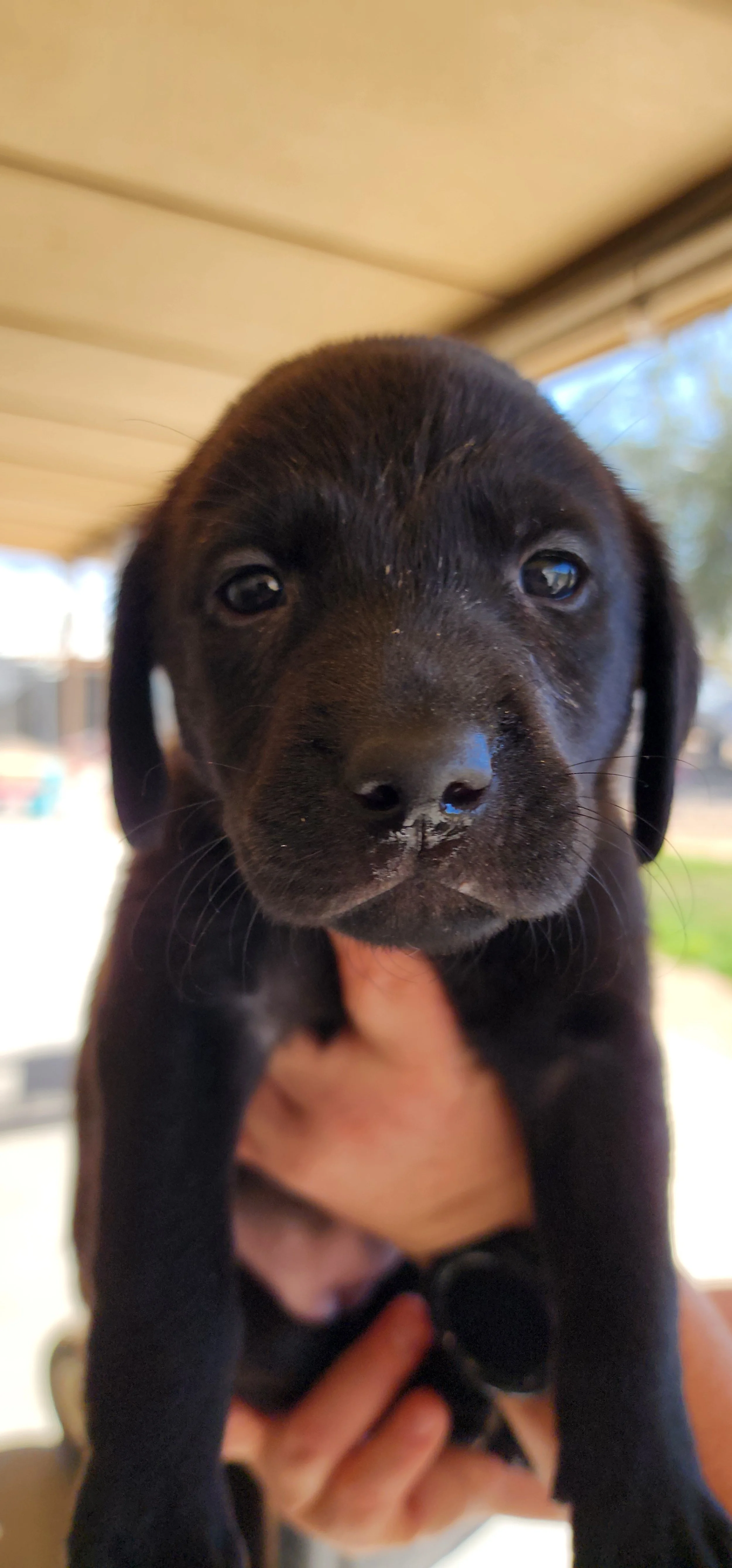 Suzie - Female Labrador