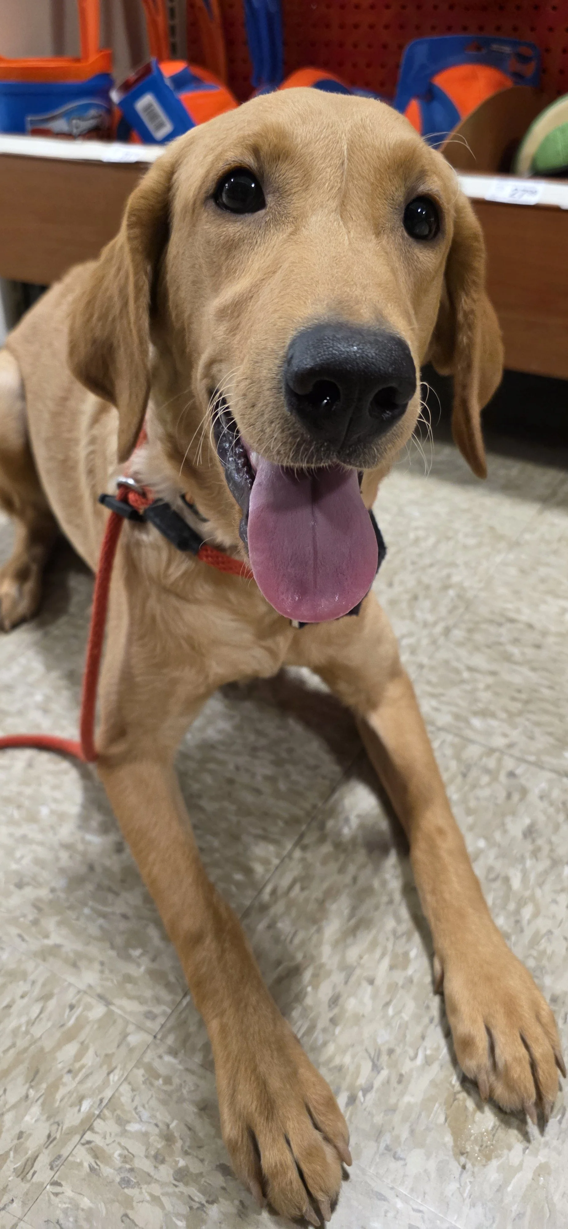 Joe-  Male Labrador
