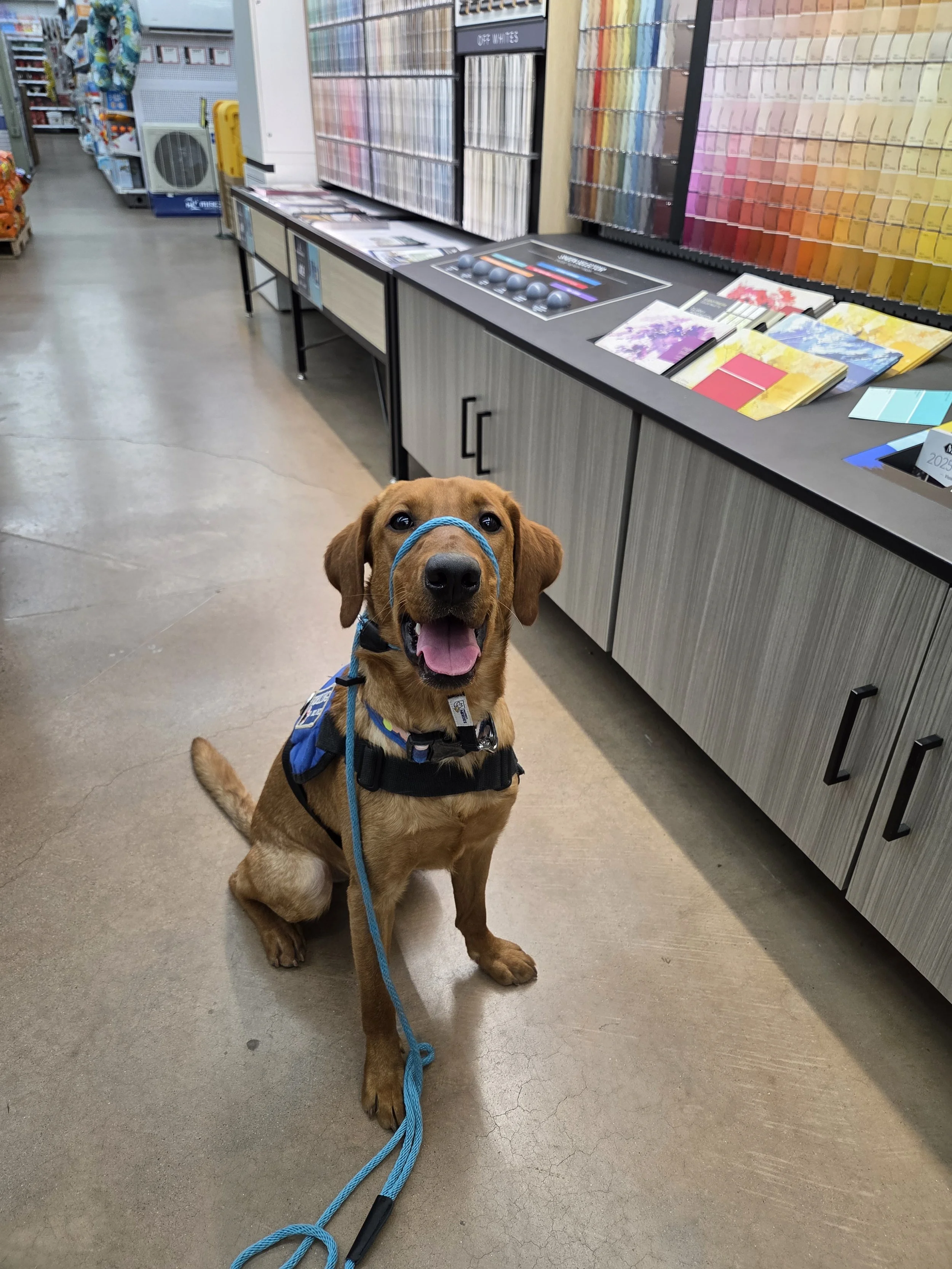 Ray - Male Labrador