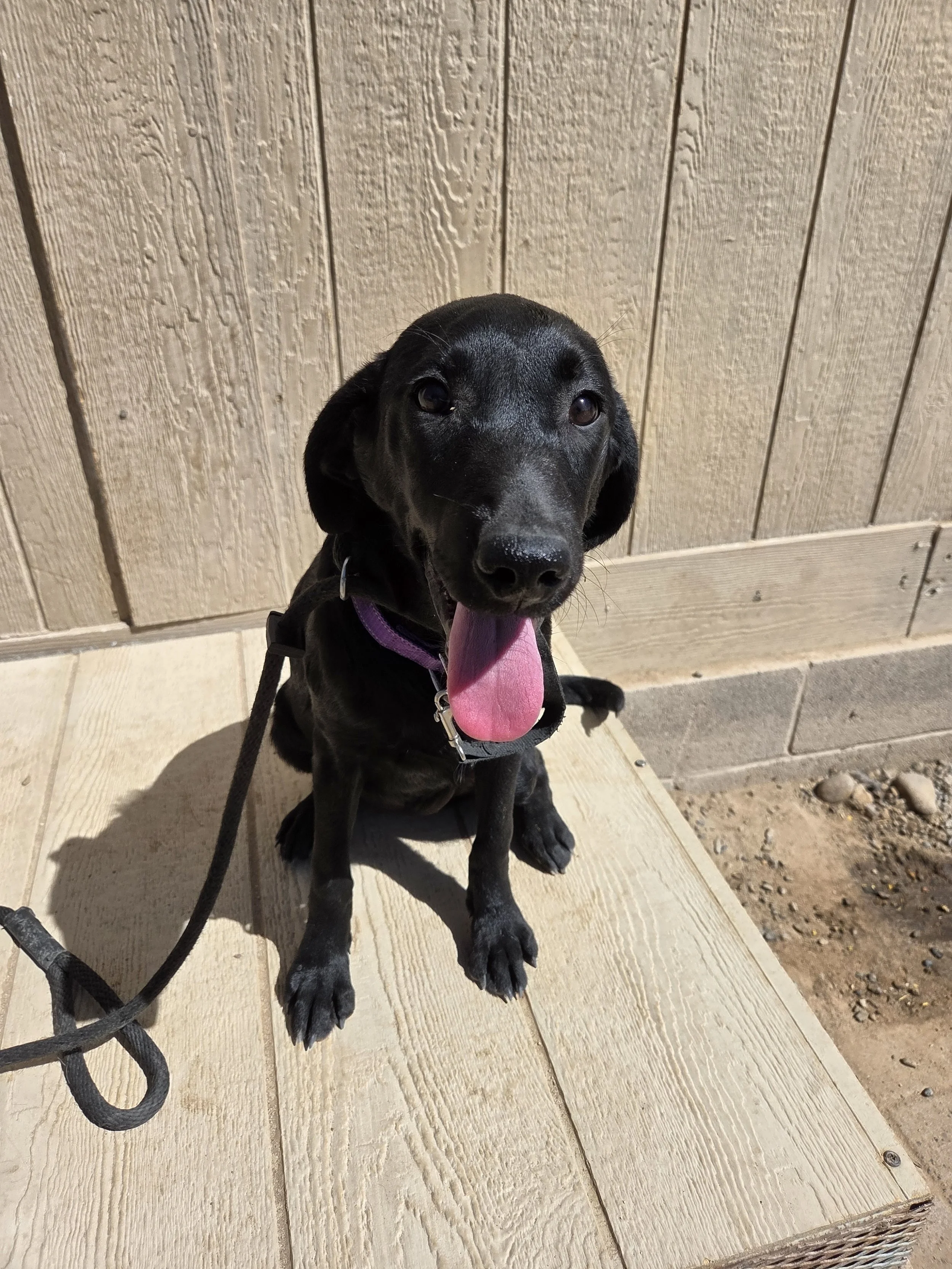 Ruthie - Labrador