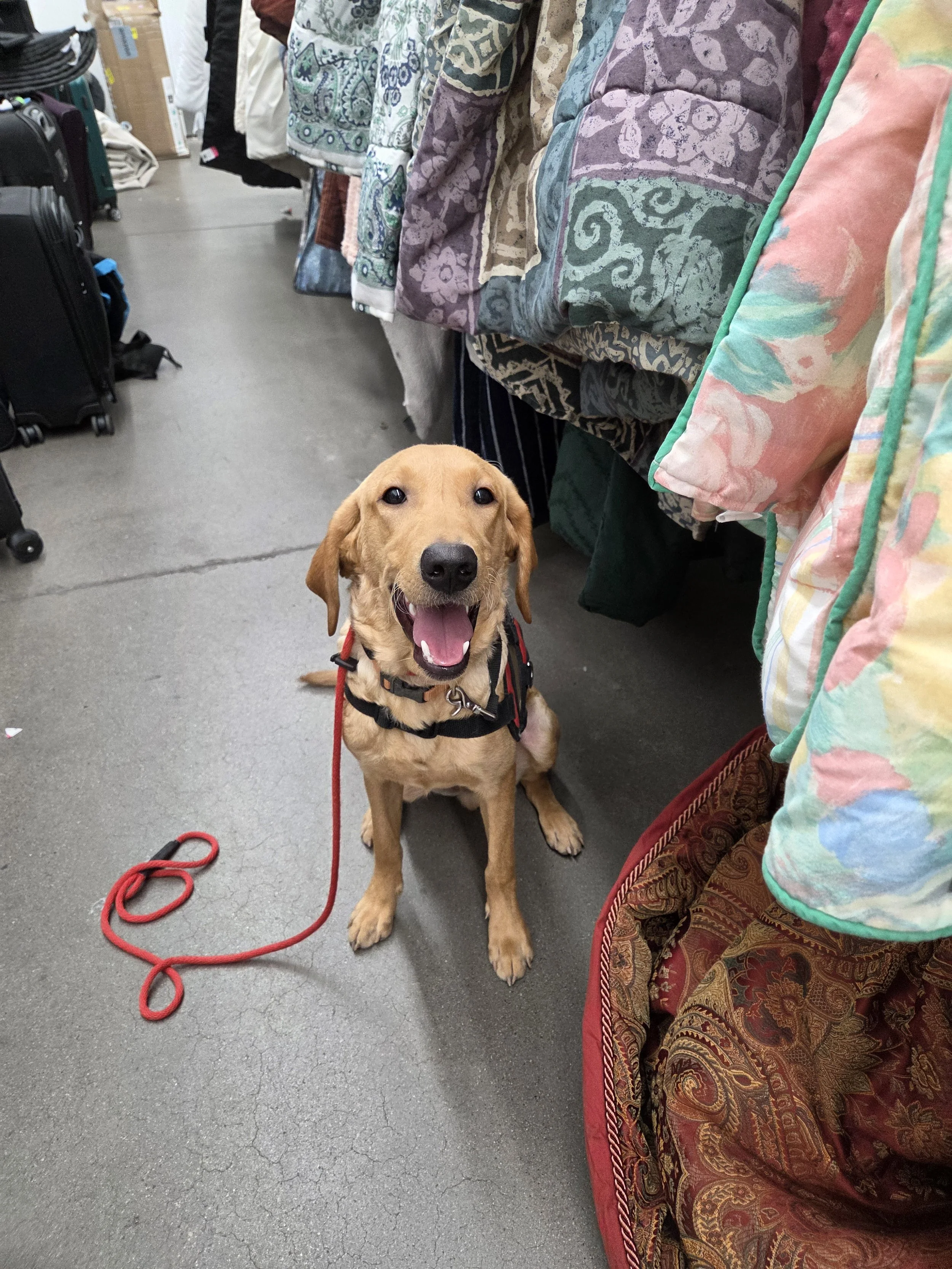 Joe-  Male Labrador