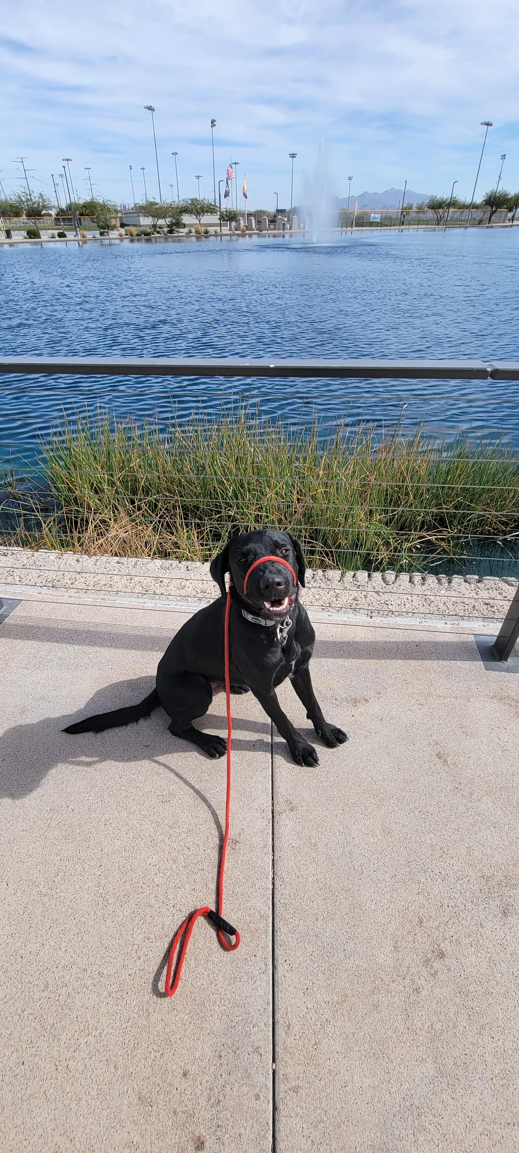 Austin - M Labrador