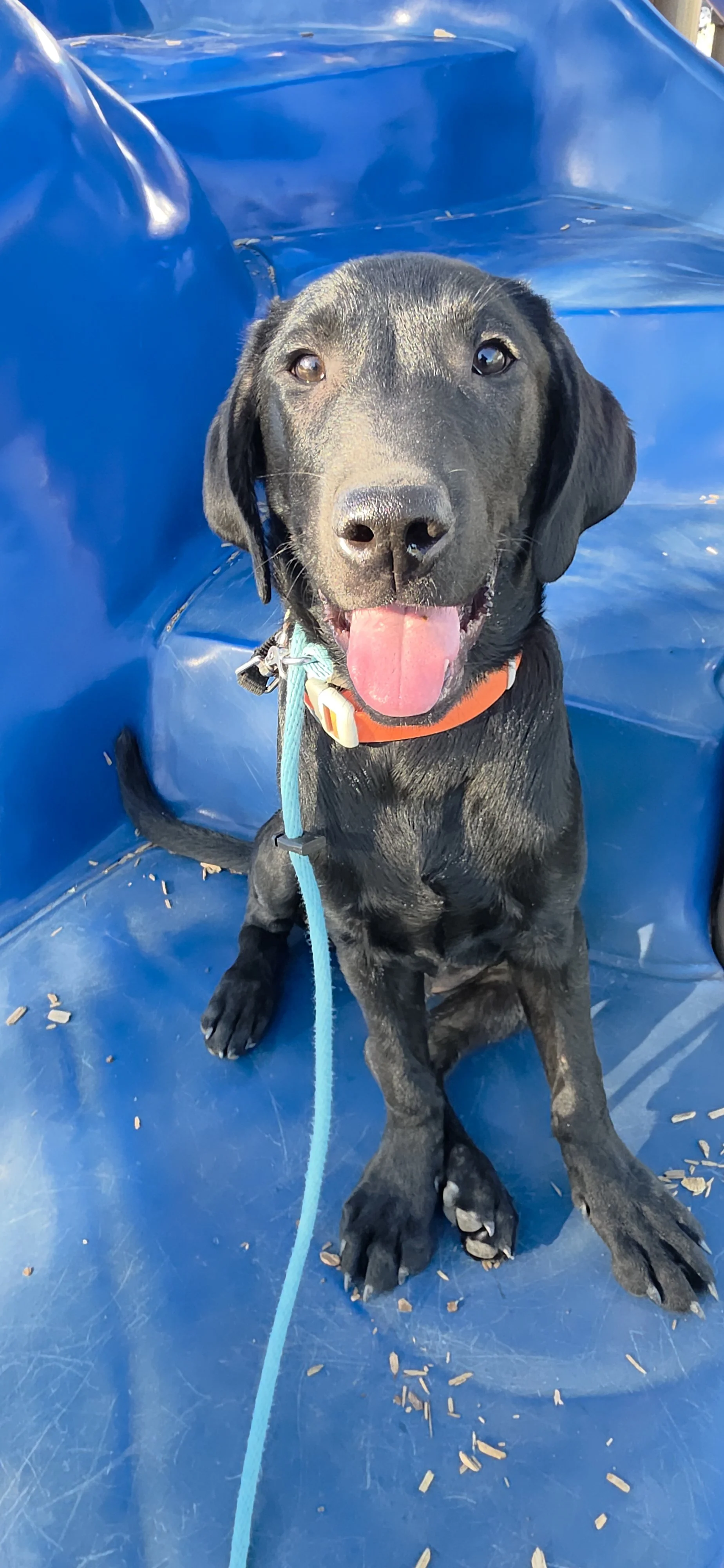 Oakley M Labrador