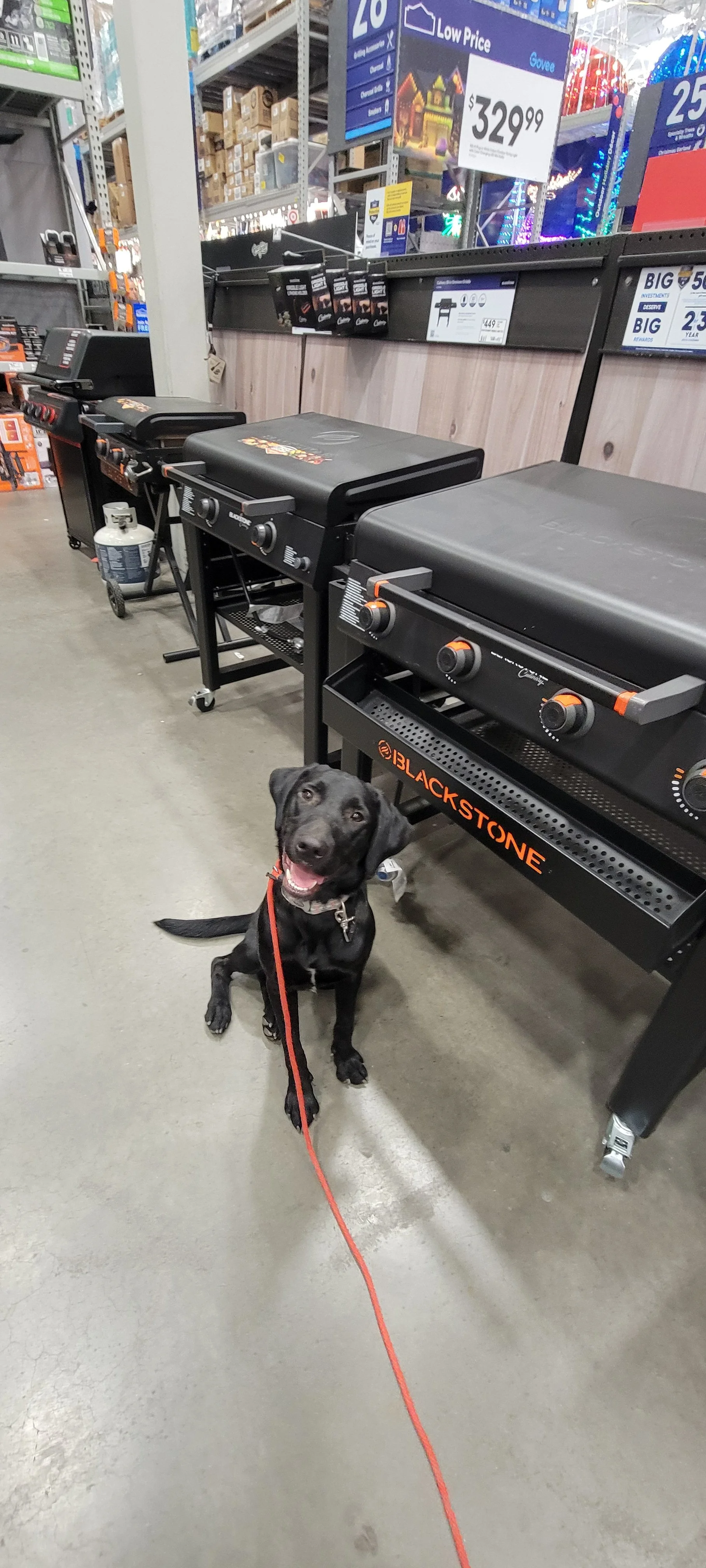 Austin - M Labrador