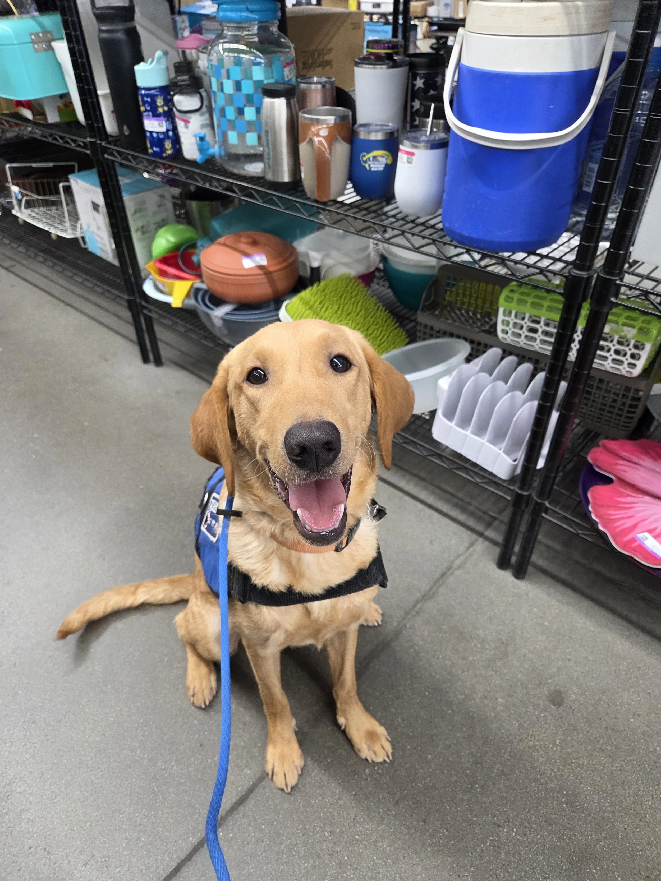 Joe-  Male Labrador