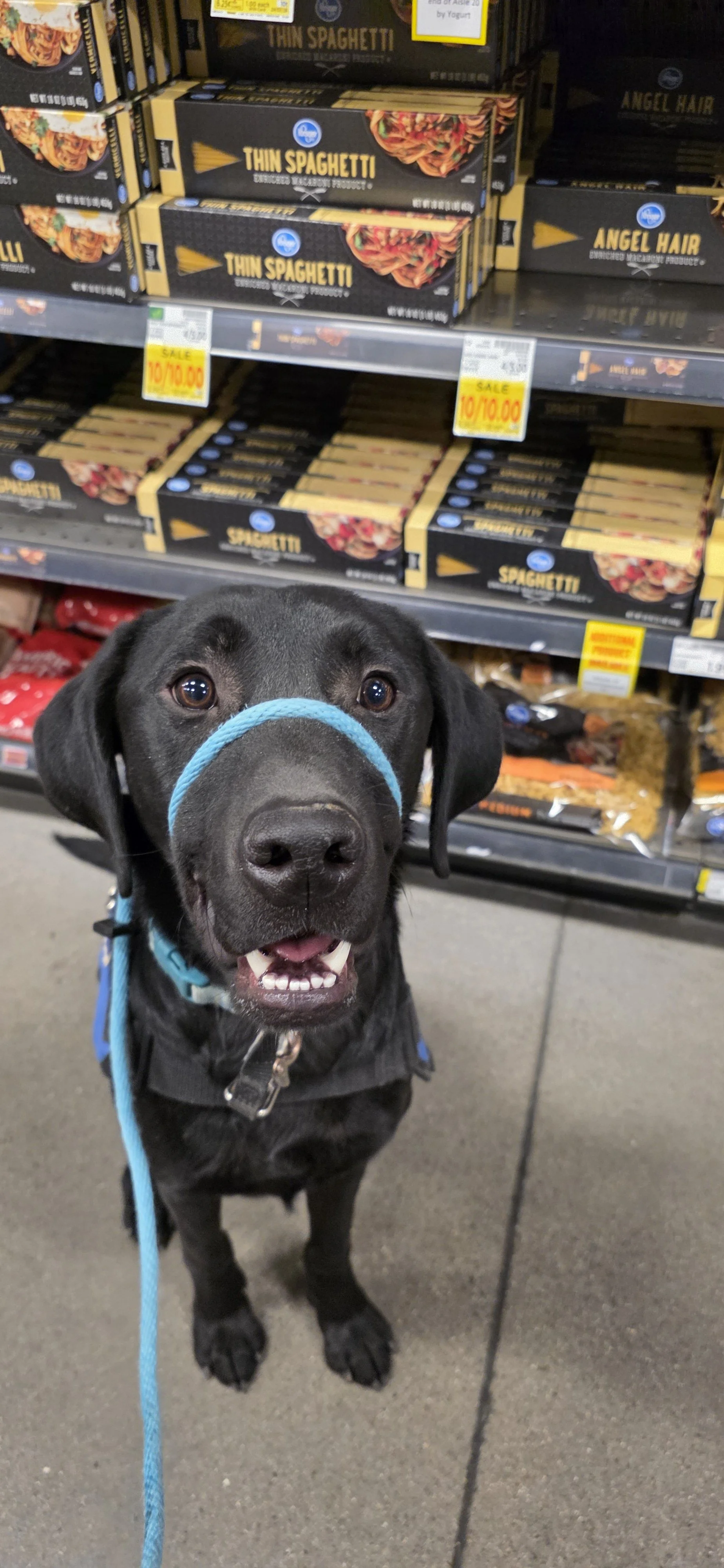 Ozzie - M Labrador