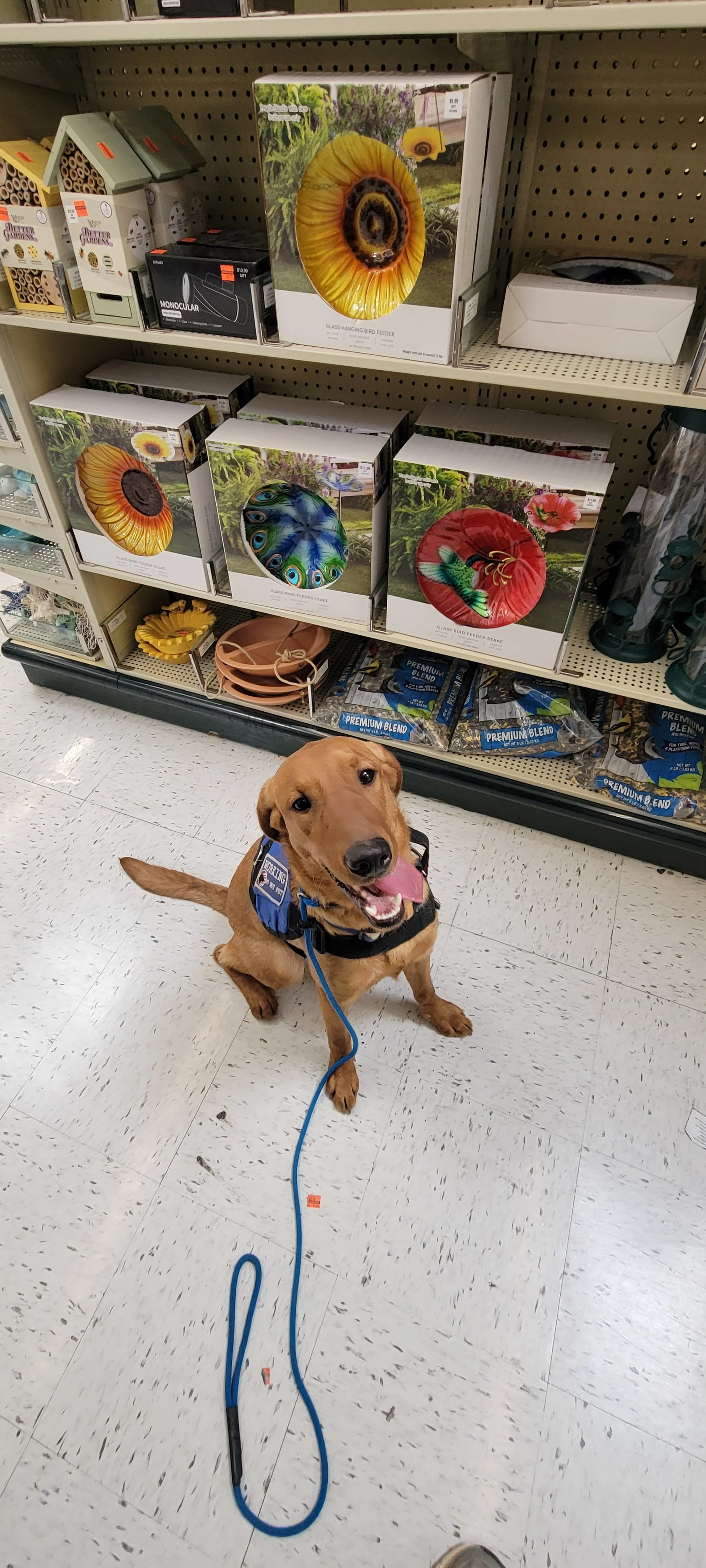 Ray - Male Labrador