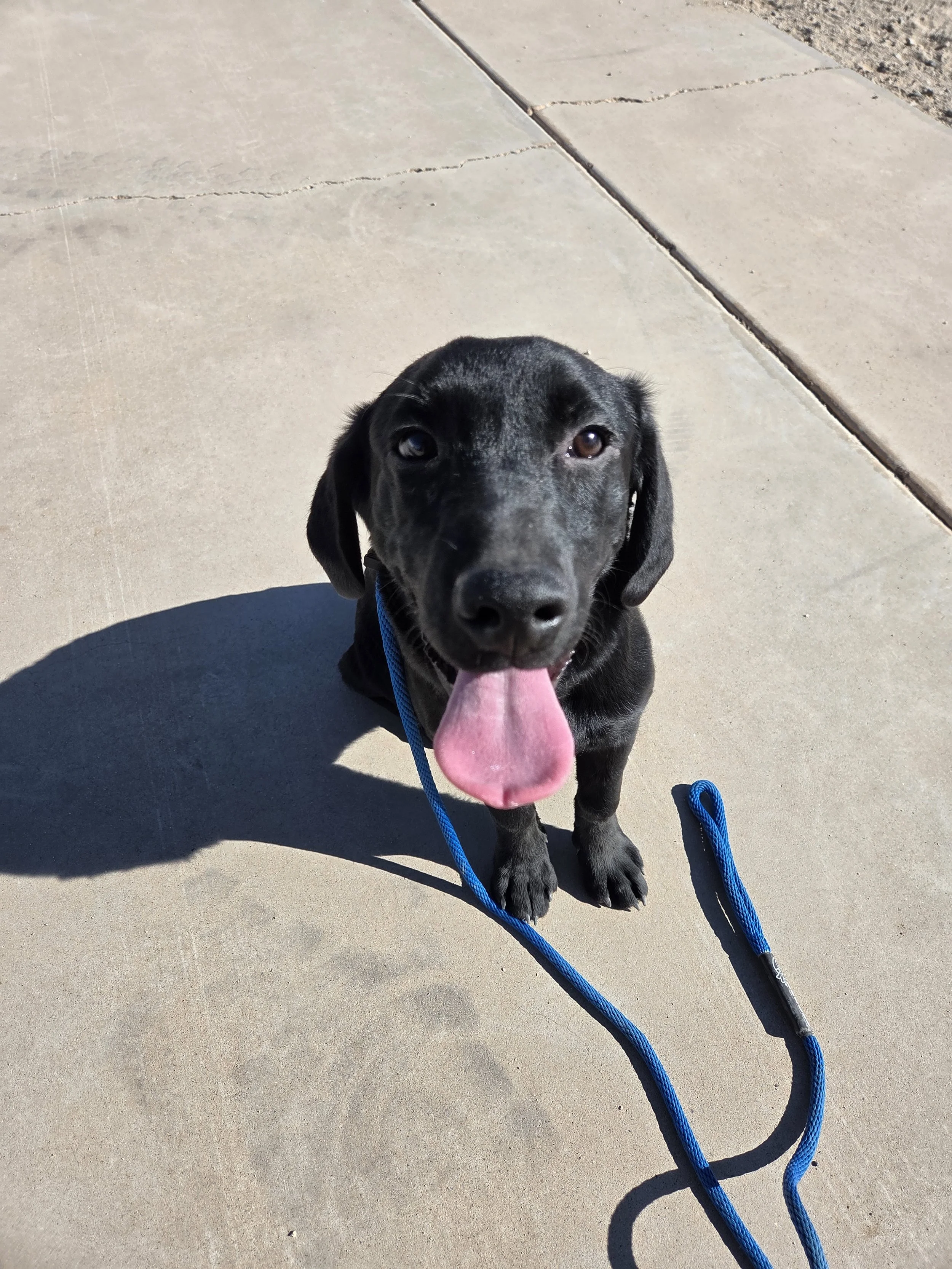 Ace - M Labrador