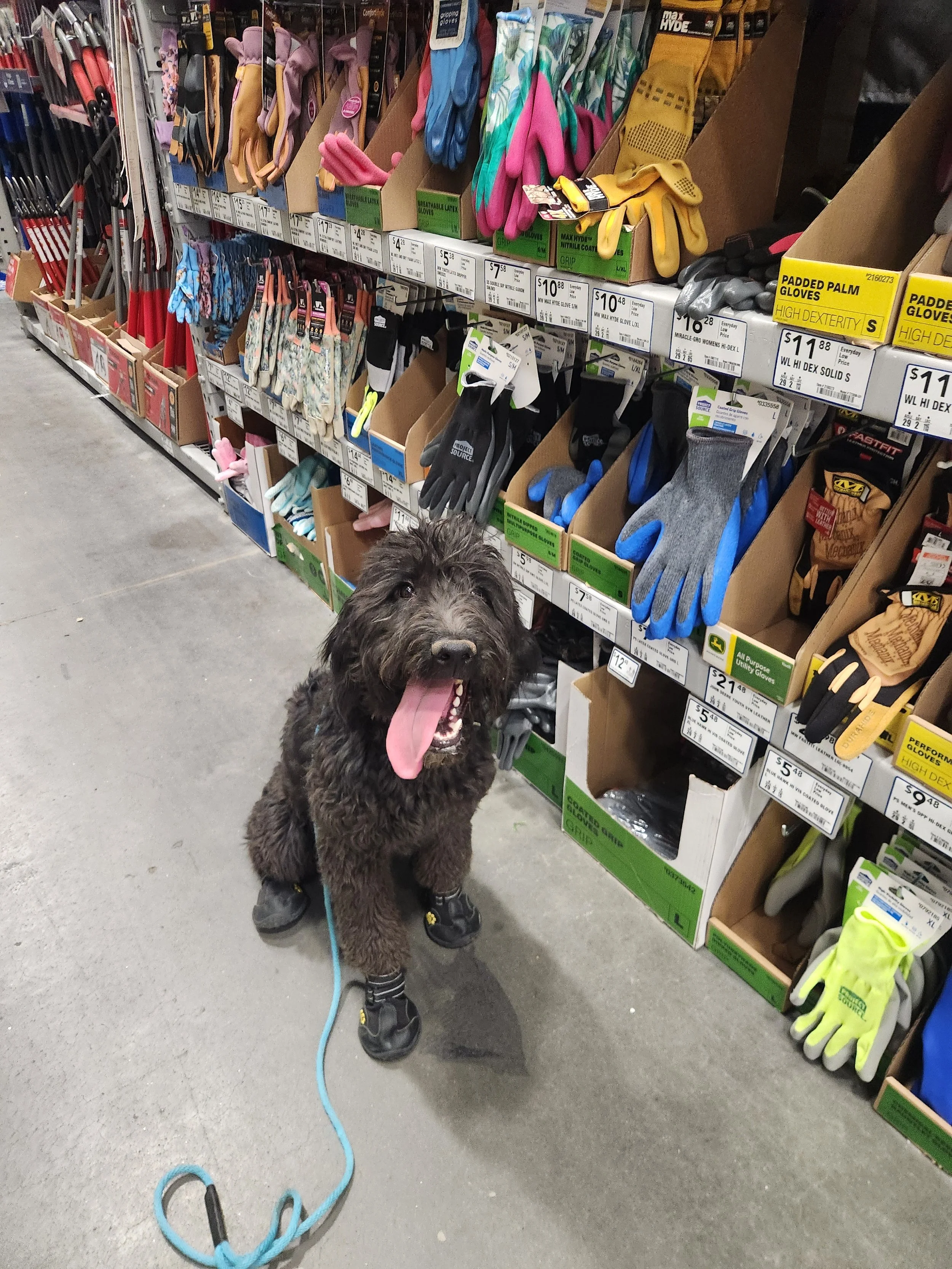 May - Female Goldendoodle