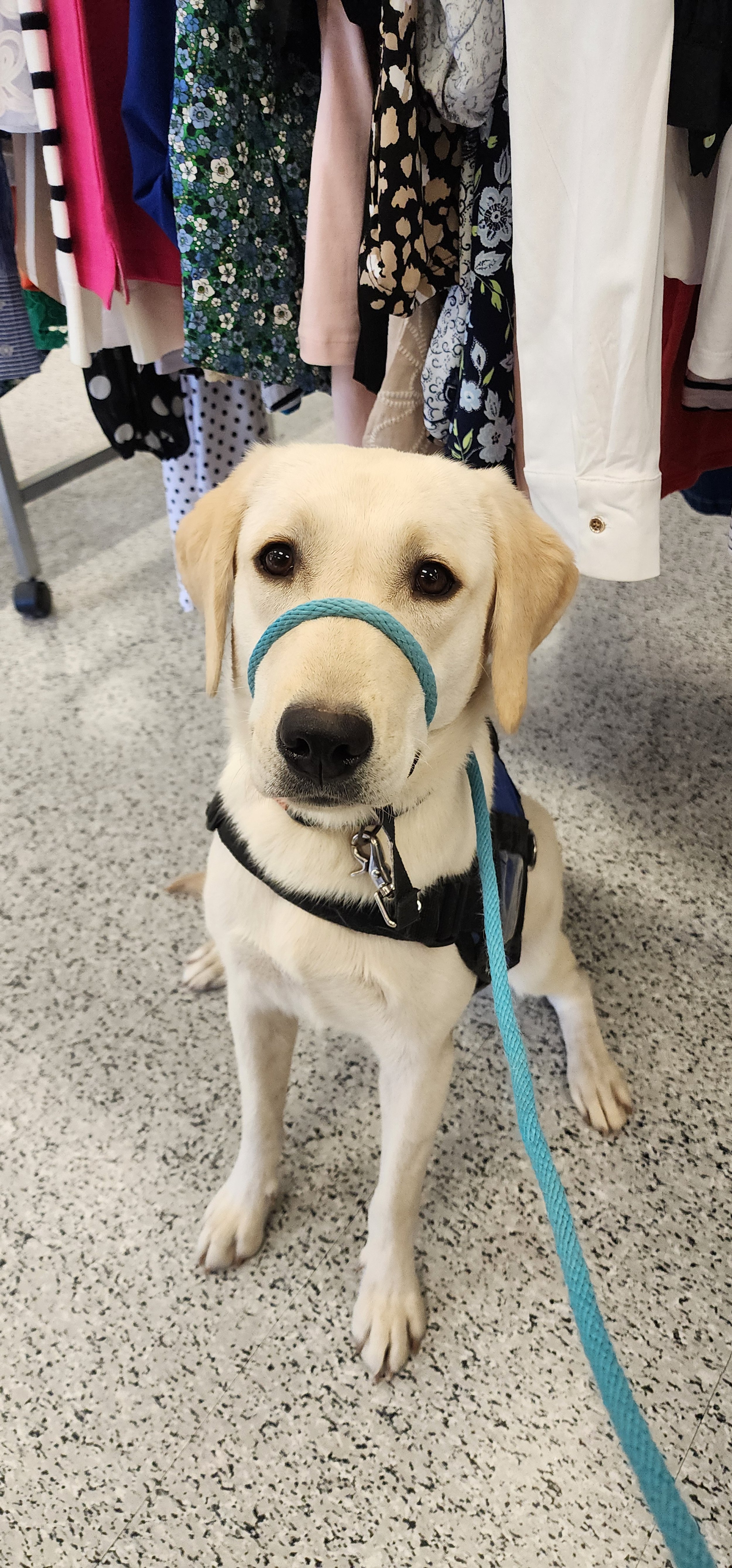 Mobi - Female Labrador