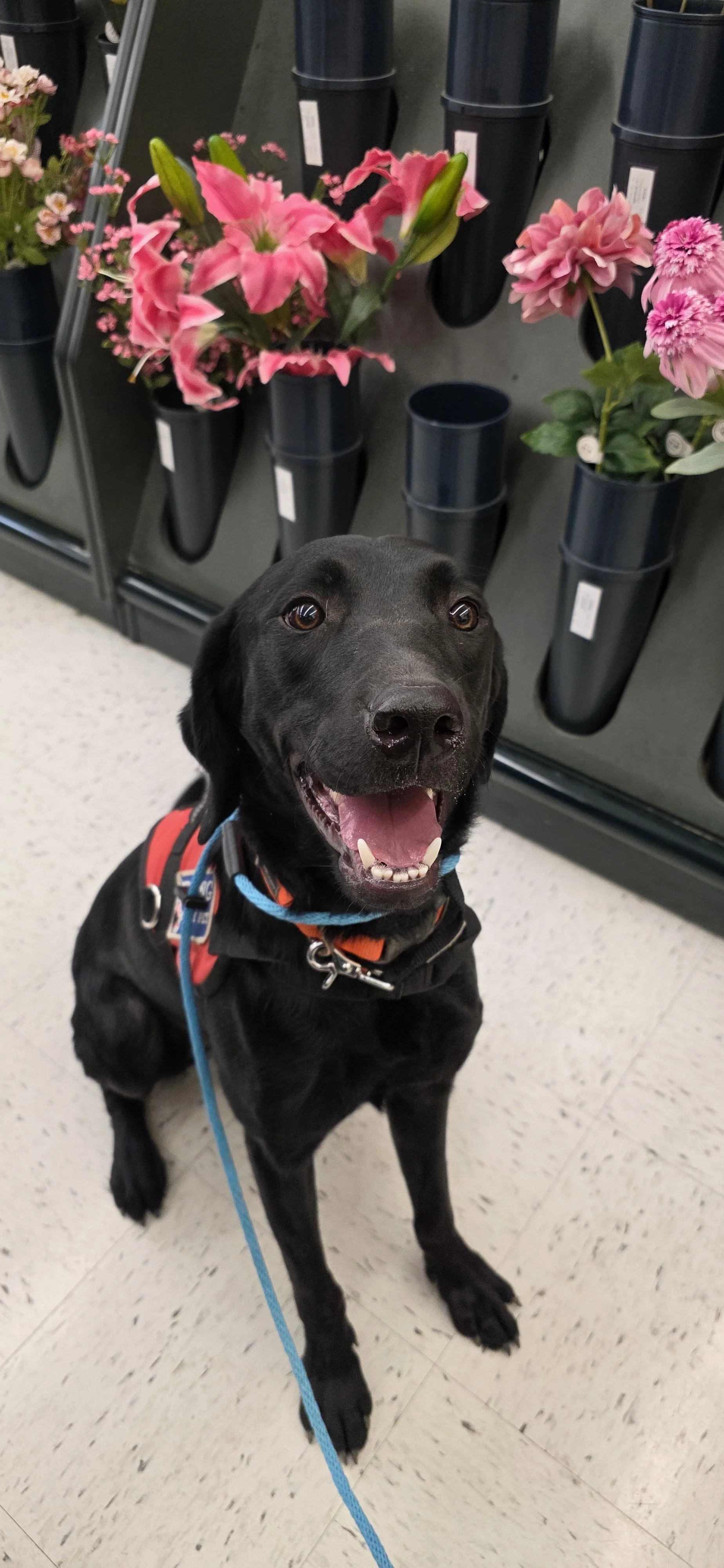 Bronx - M Labrador