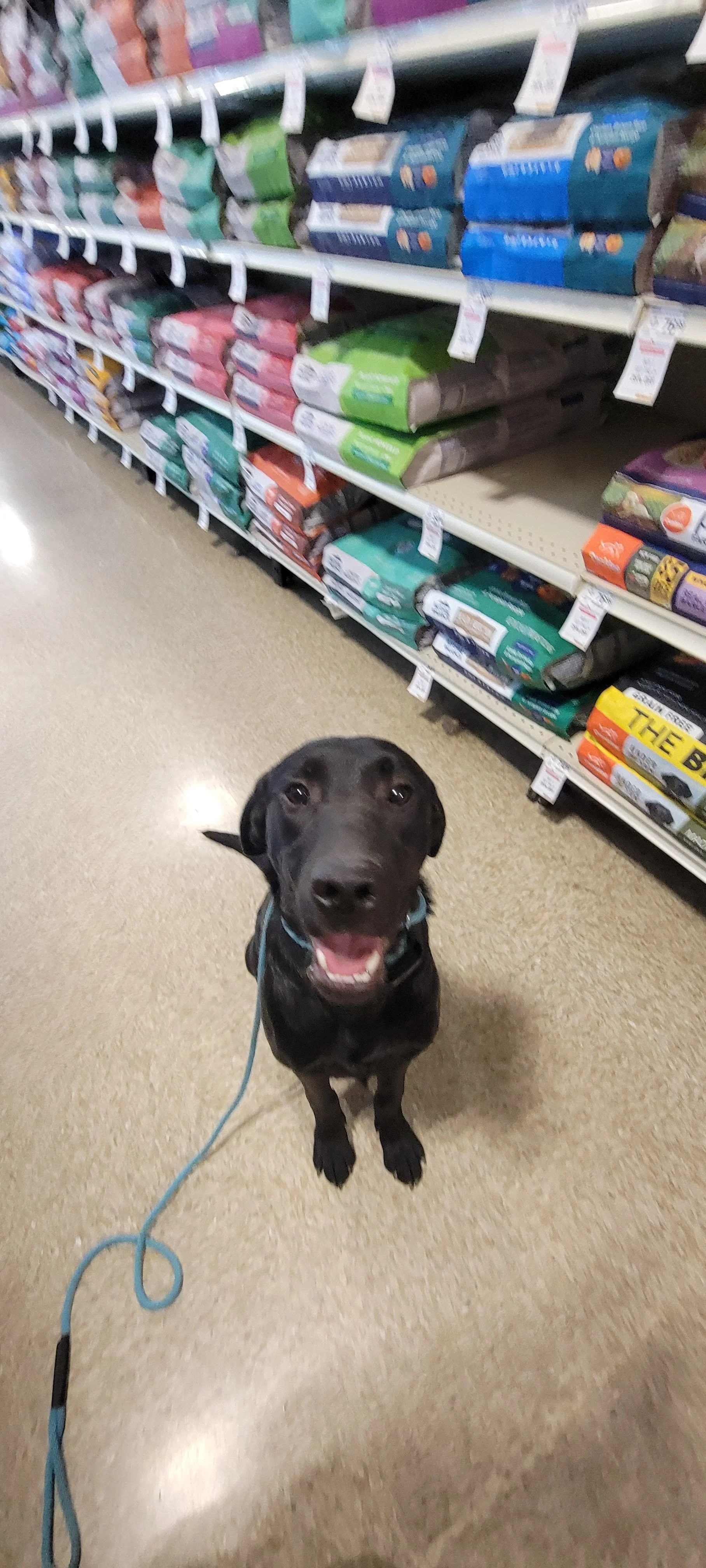 Ozzie - M Labrador