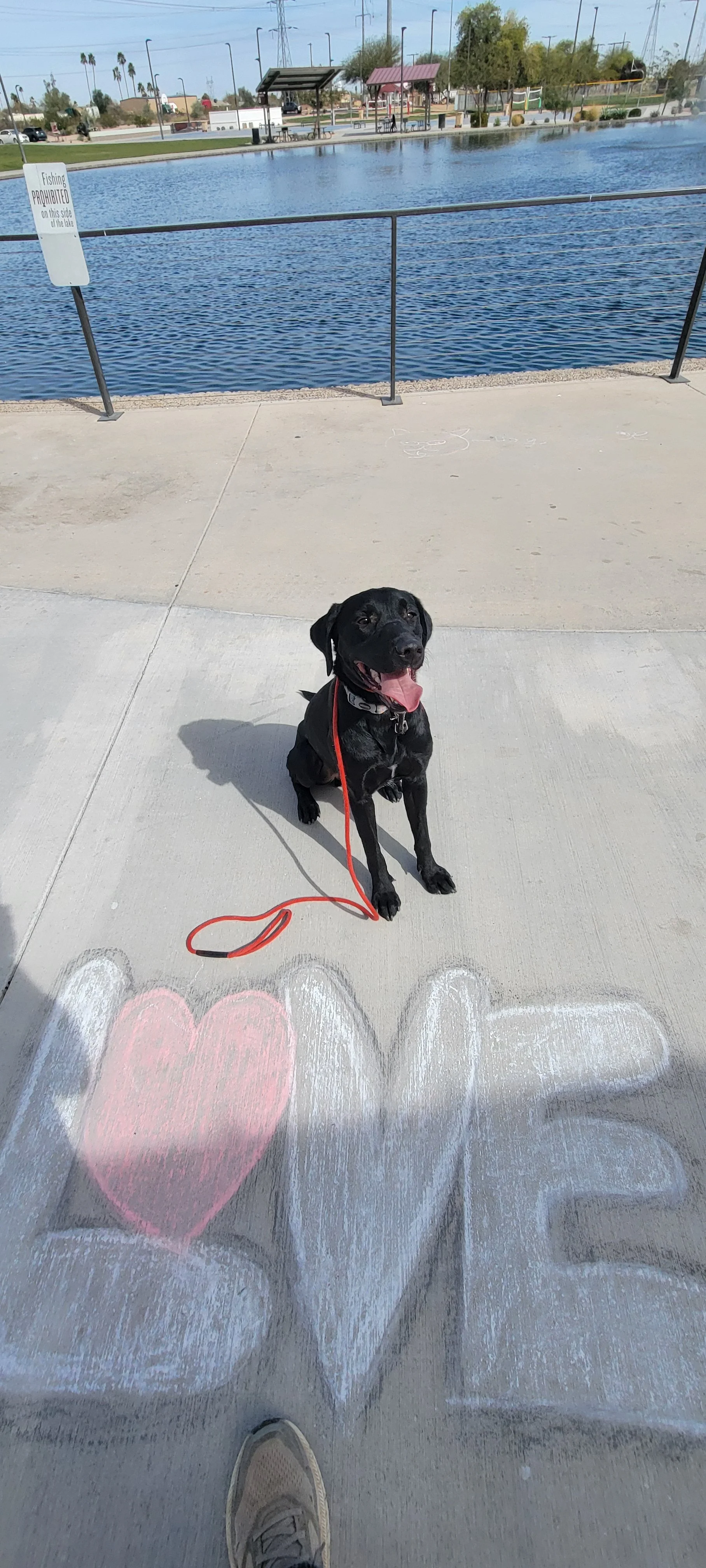 Austin - M Labrador
