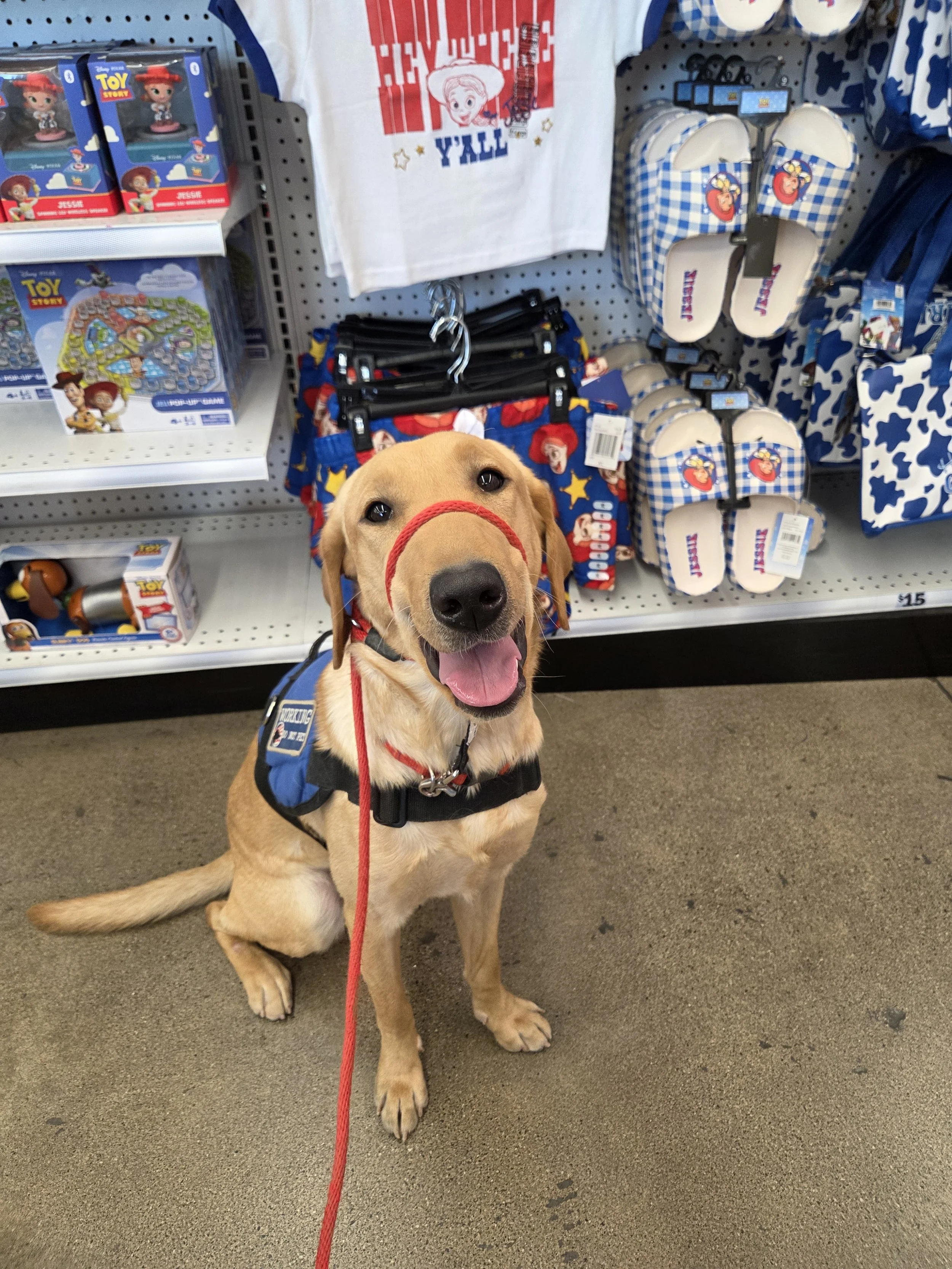 Buddy - Male Labrador