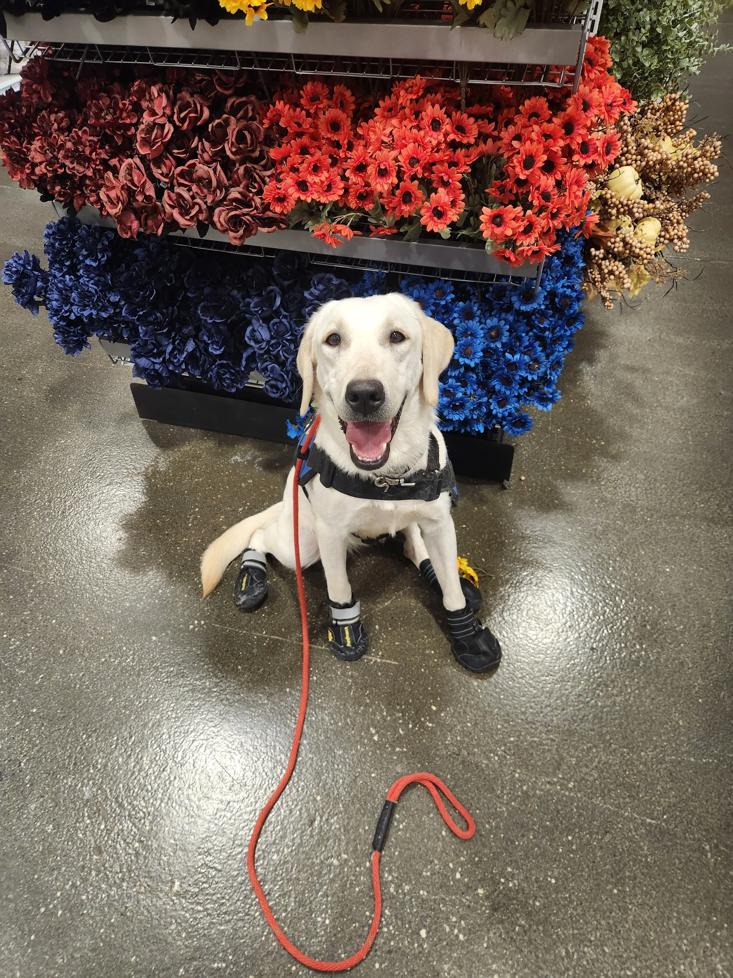Lily - F Labrador