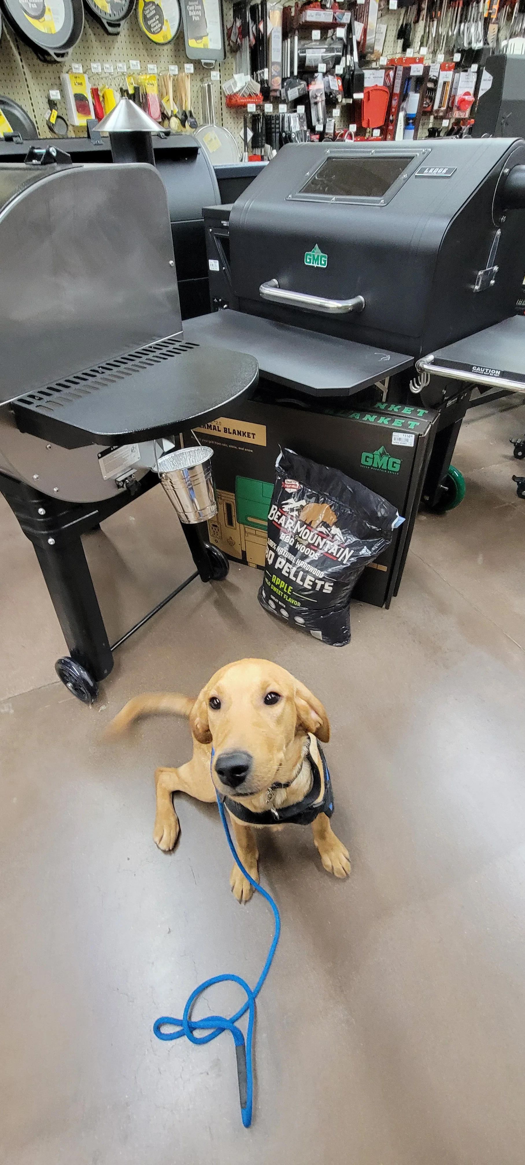 Ray - Male Labrador