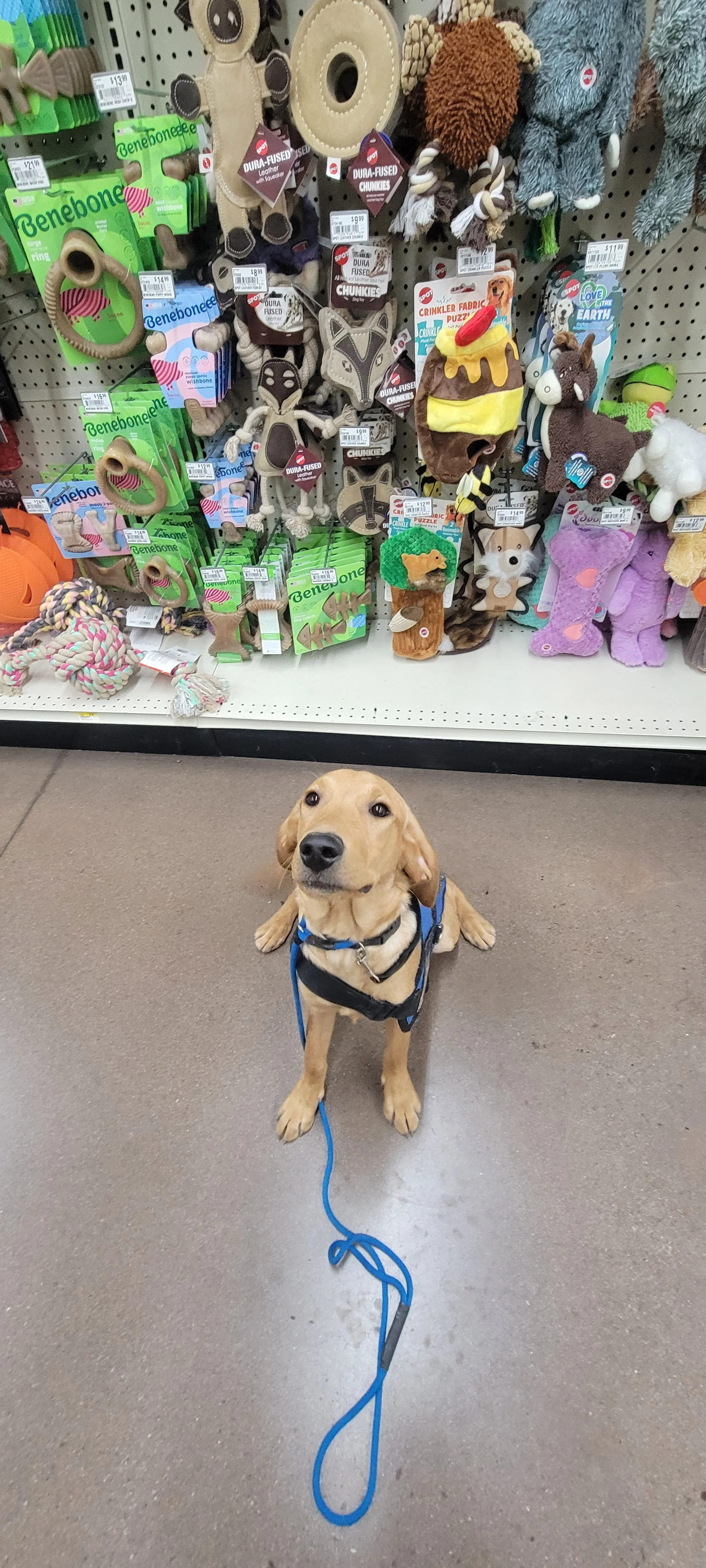 Ray - Male Labrador