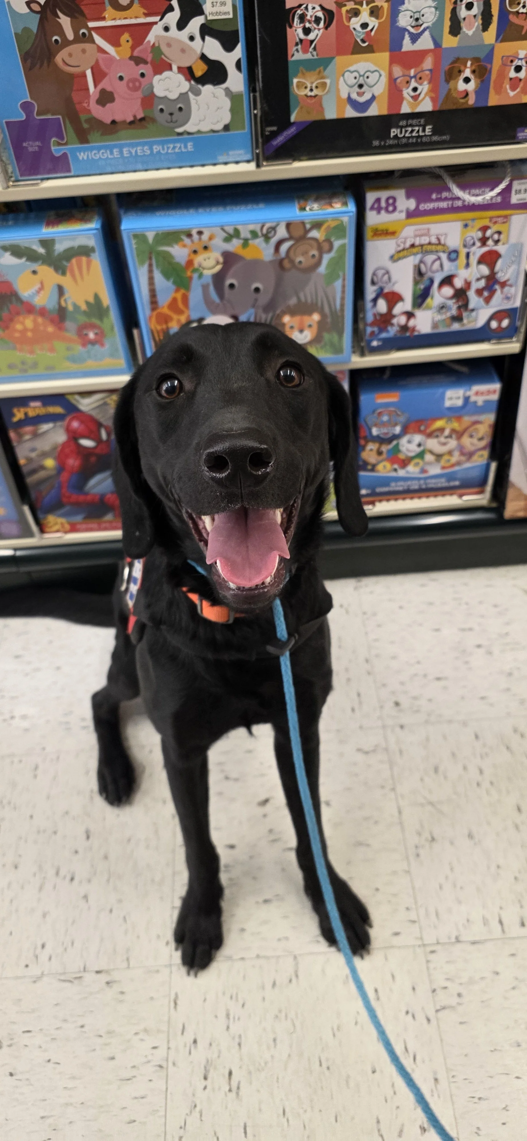 Bronx - M Labrador
