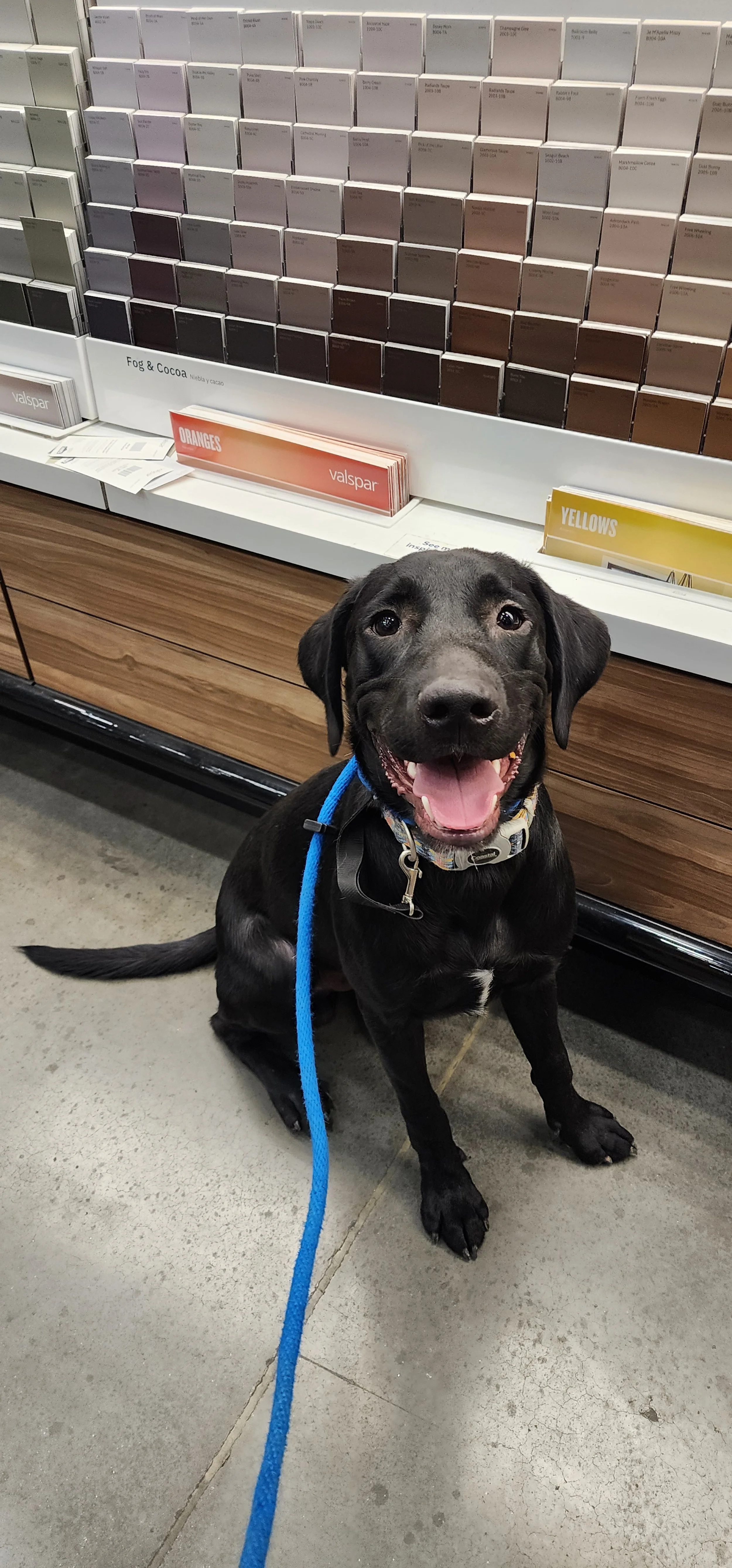 Austin - M Labrador