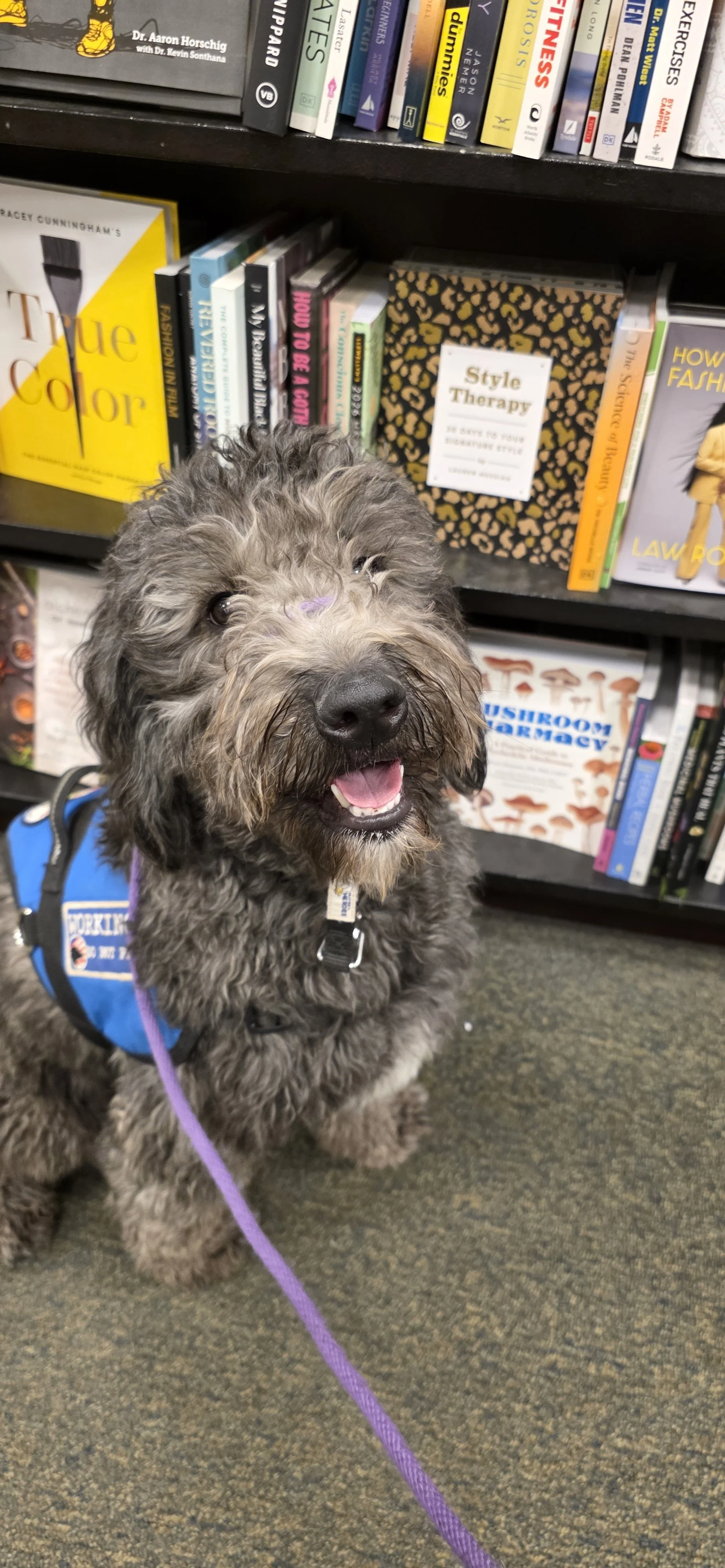 June F Goldendoodle 