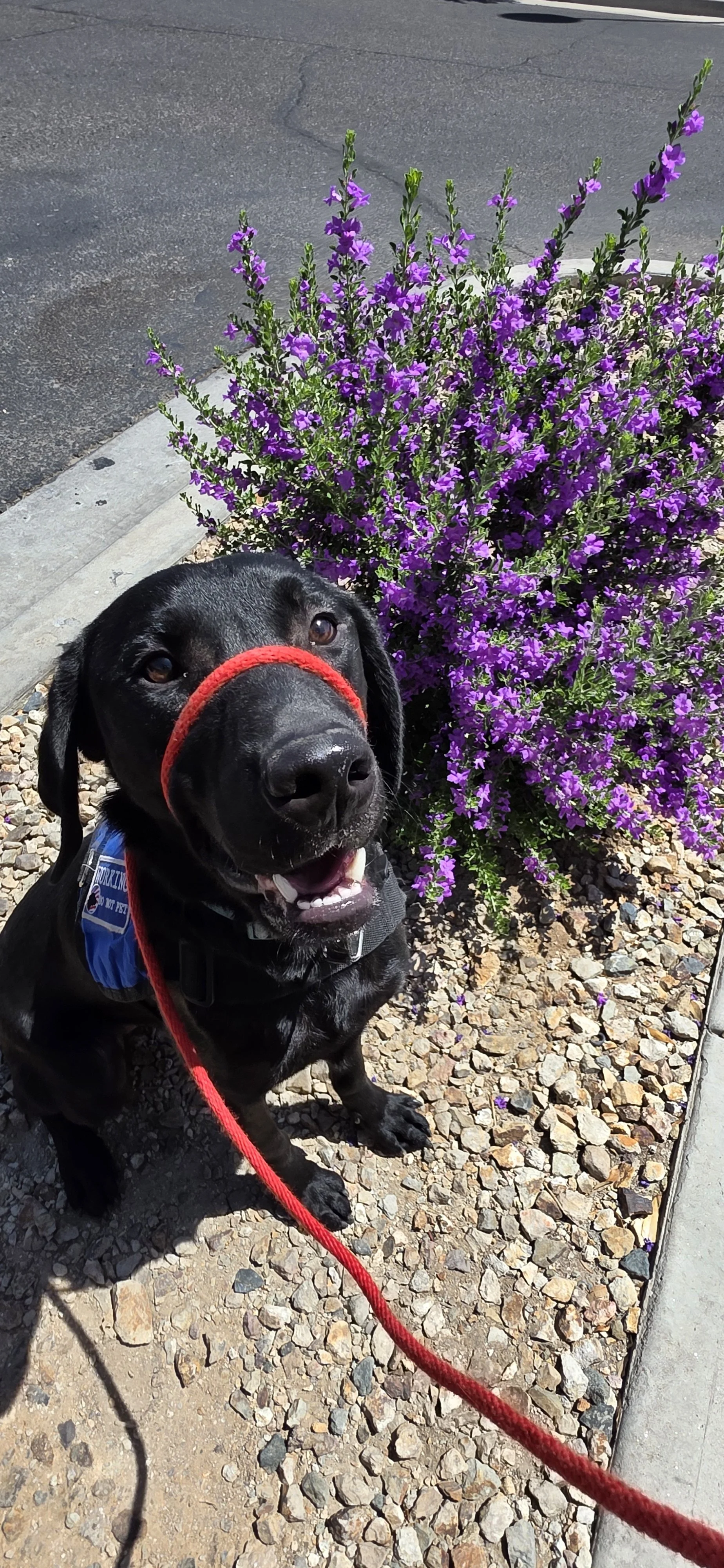 Ozzie - M Labrador