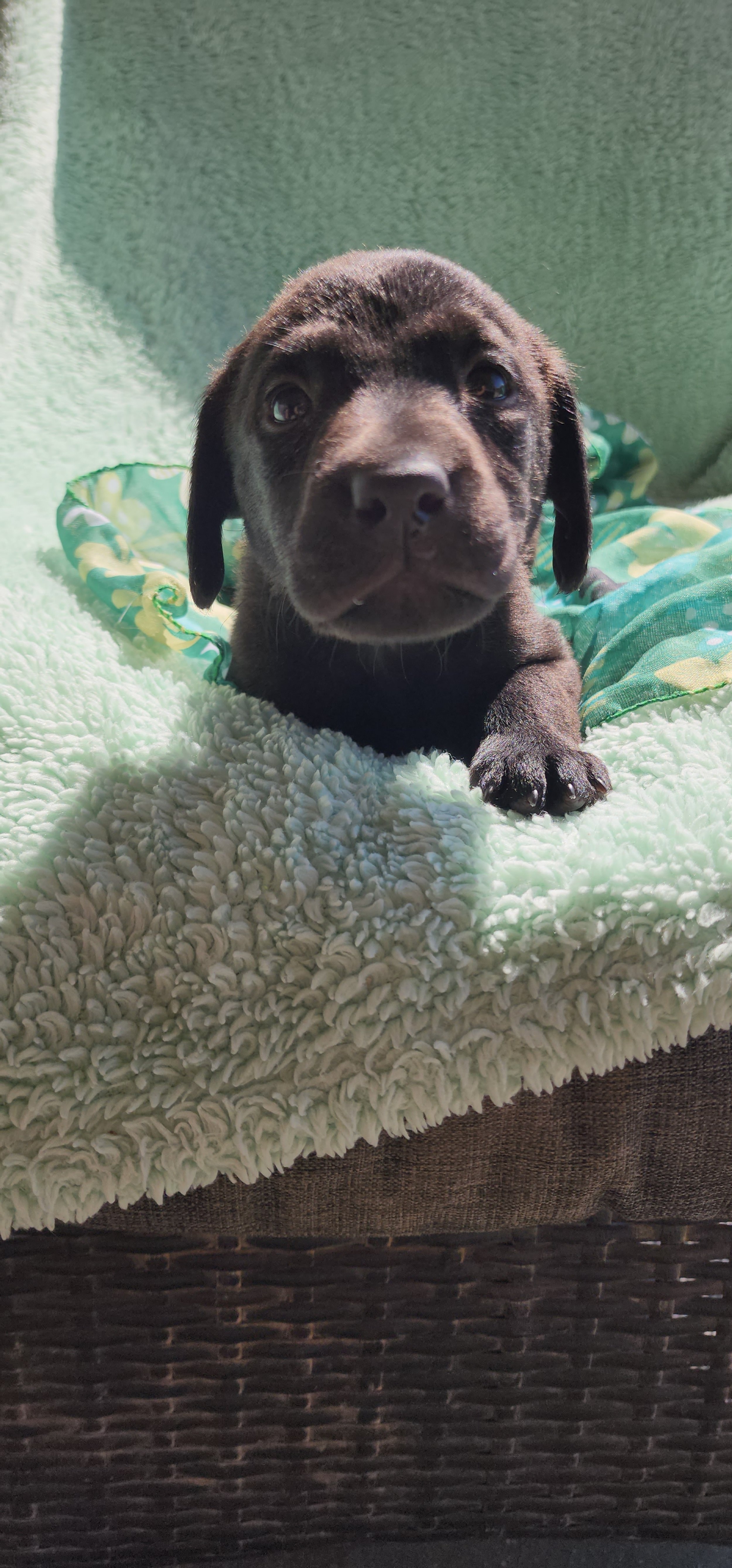 Radar - M Labrador