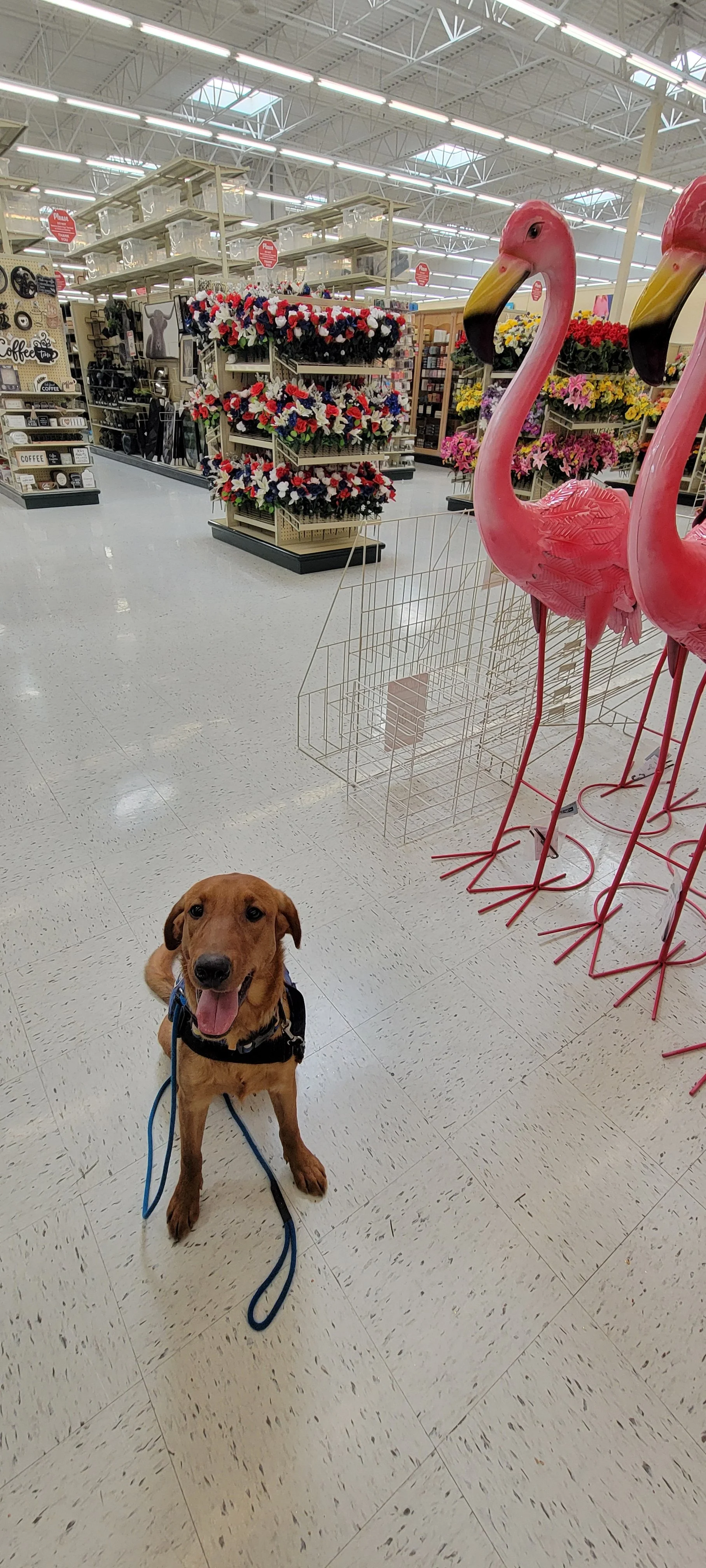 Ray - Male Labrador