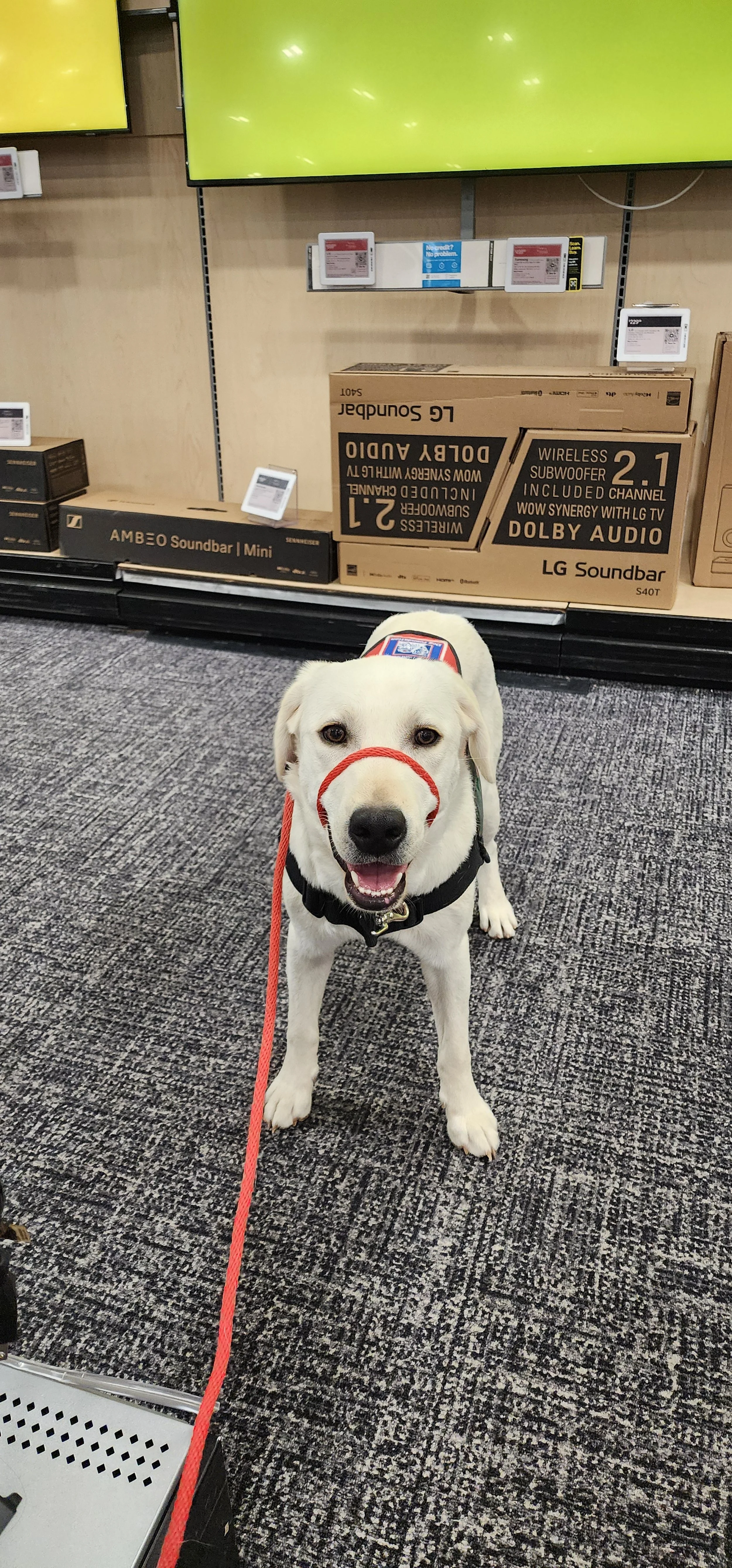 Milo - Male Labrador