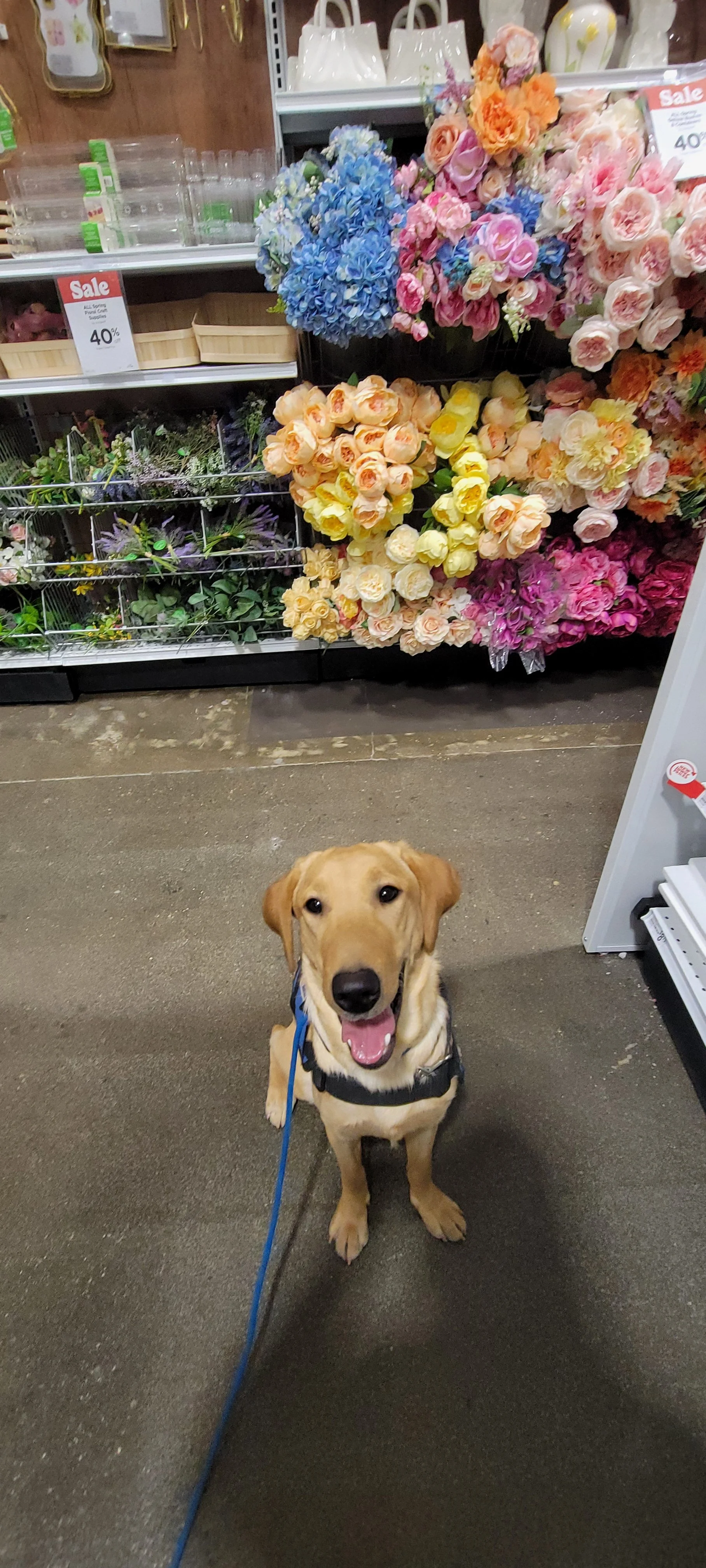 Buddy - Male Labrador