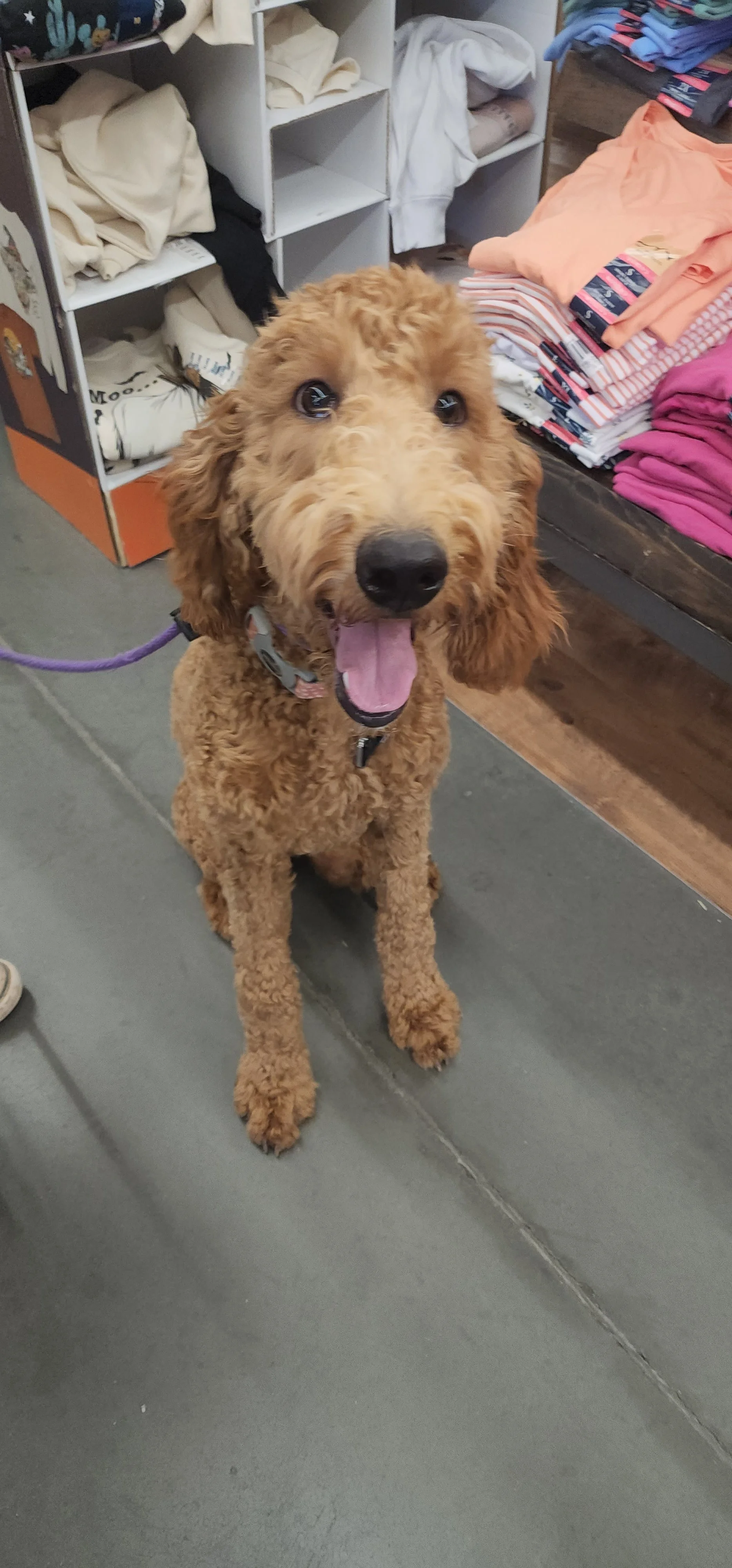 Brandy - F Goldendoodle