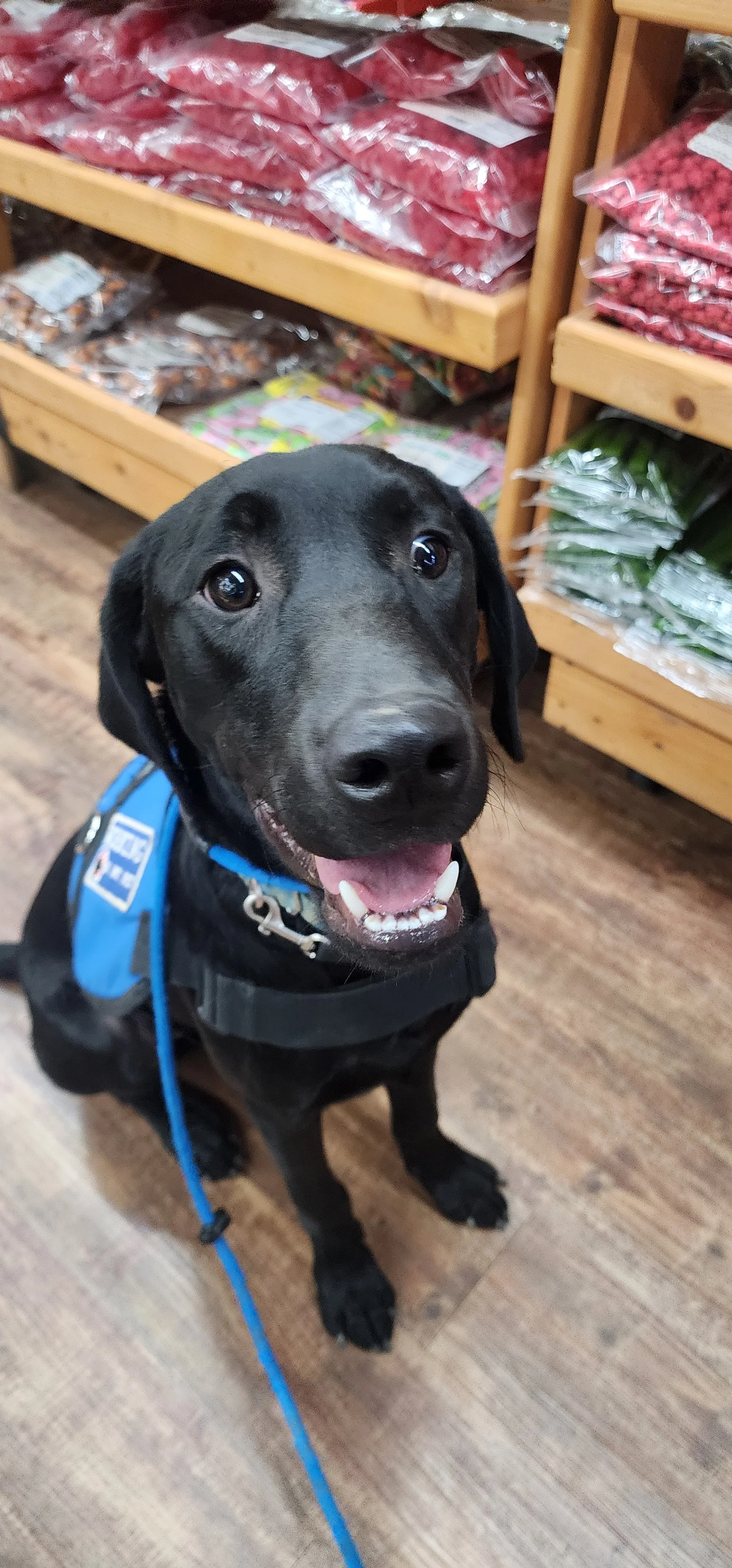 Ozzie - M Labrador