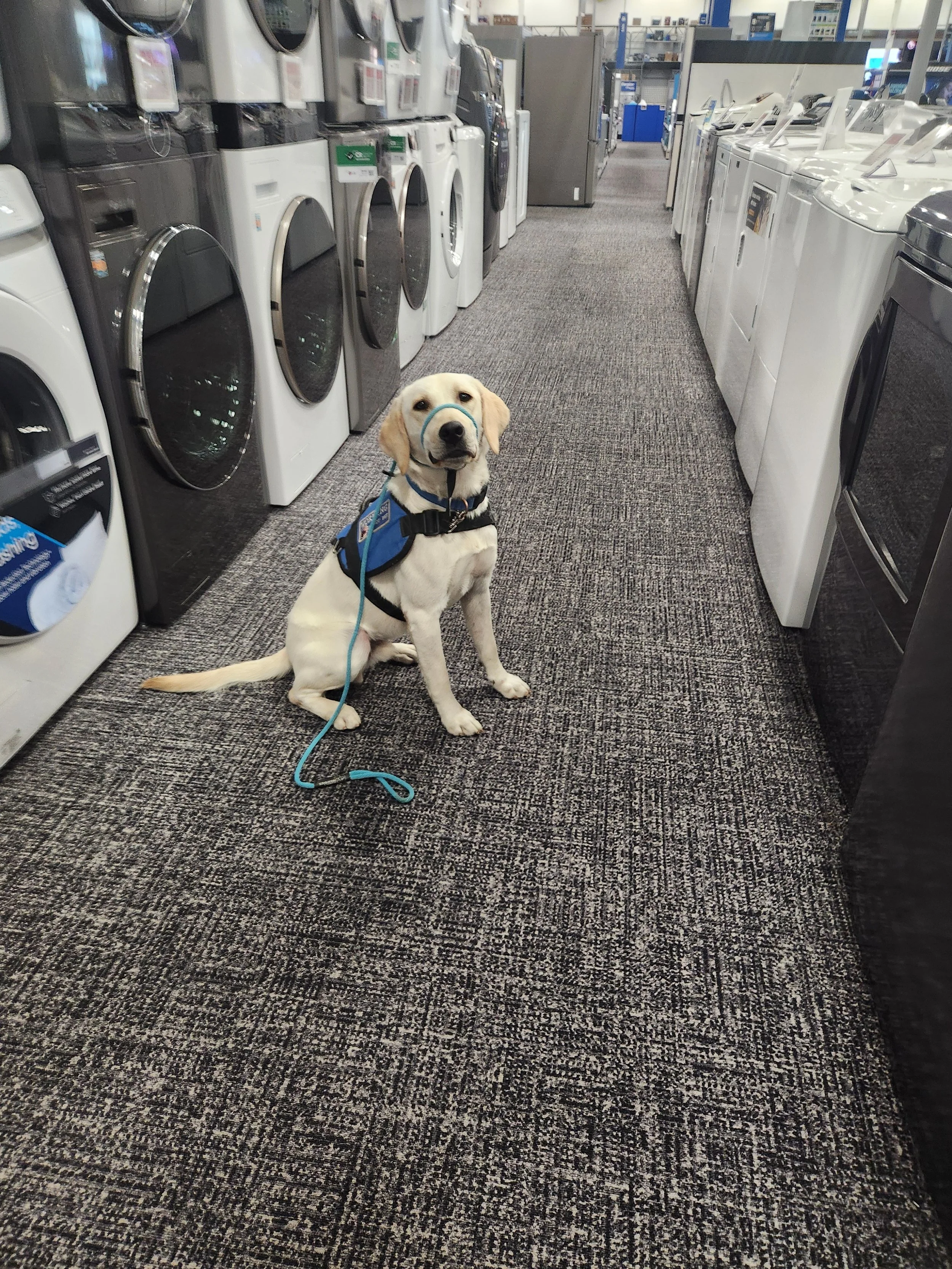 CJ - M Labrador