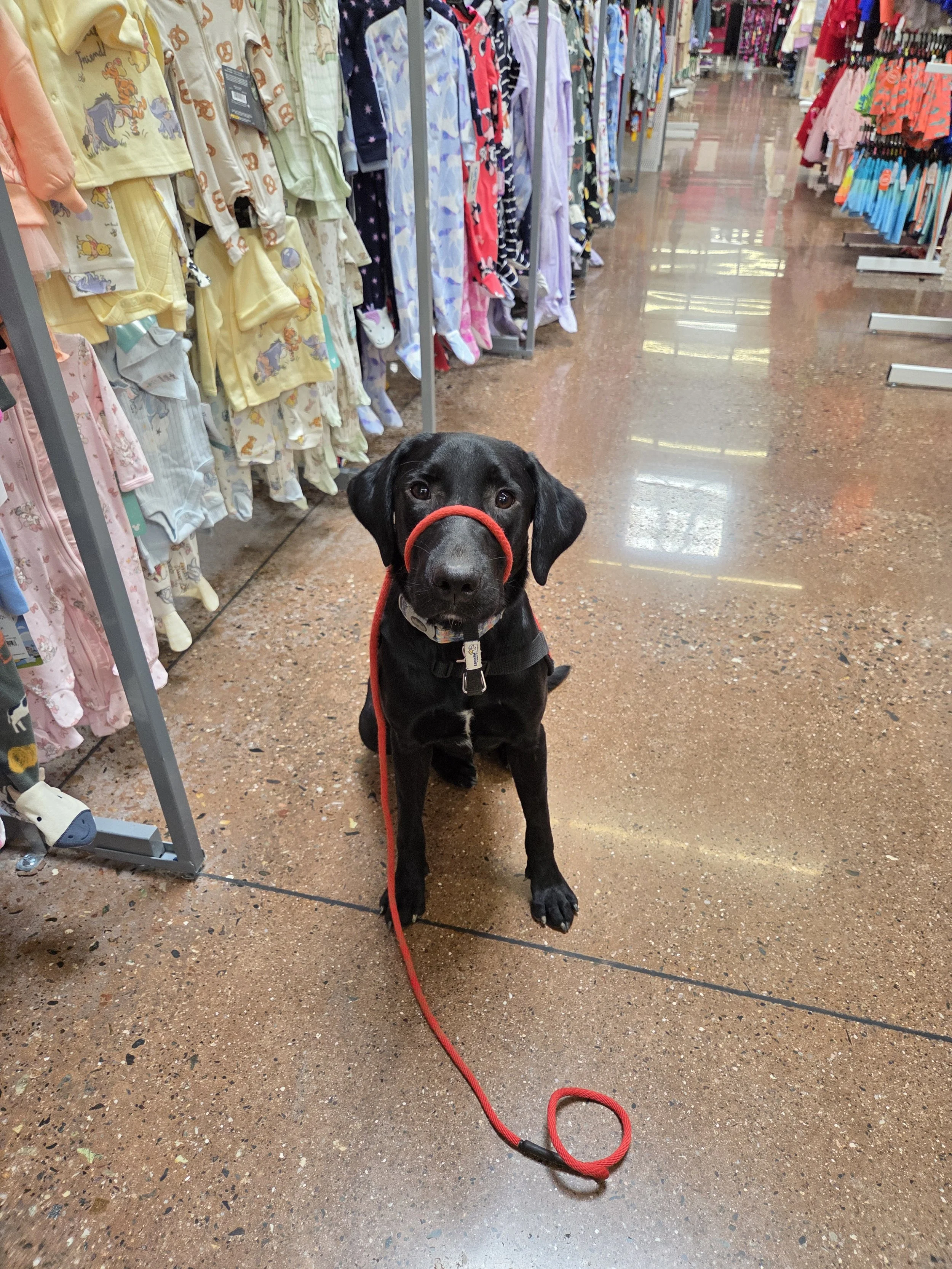 Austin - M Labrador