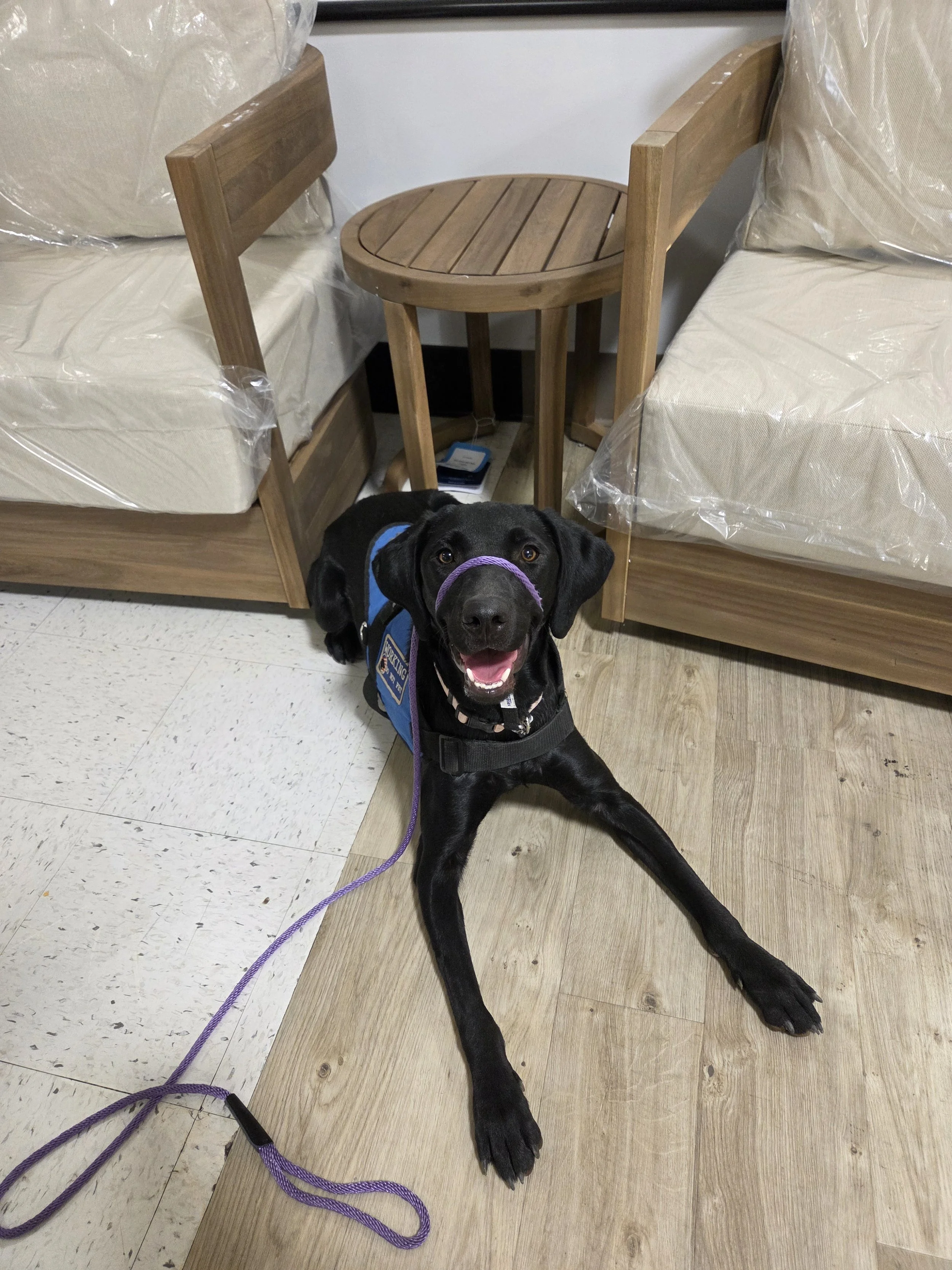 Brook - F Labrador