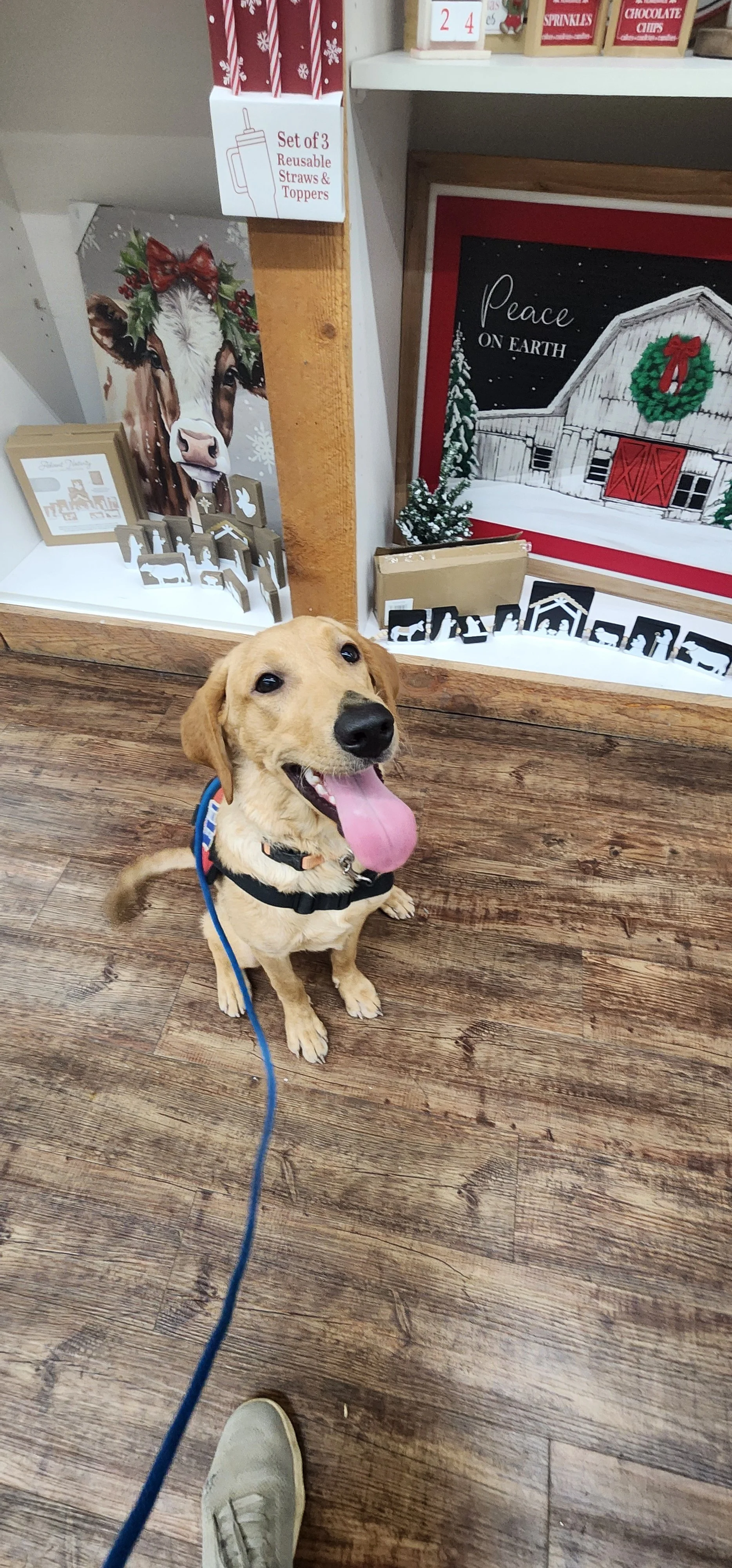 Joe-  Male Labrador