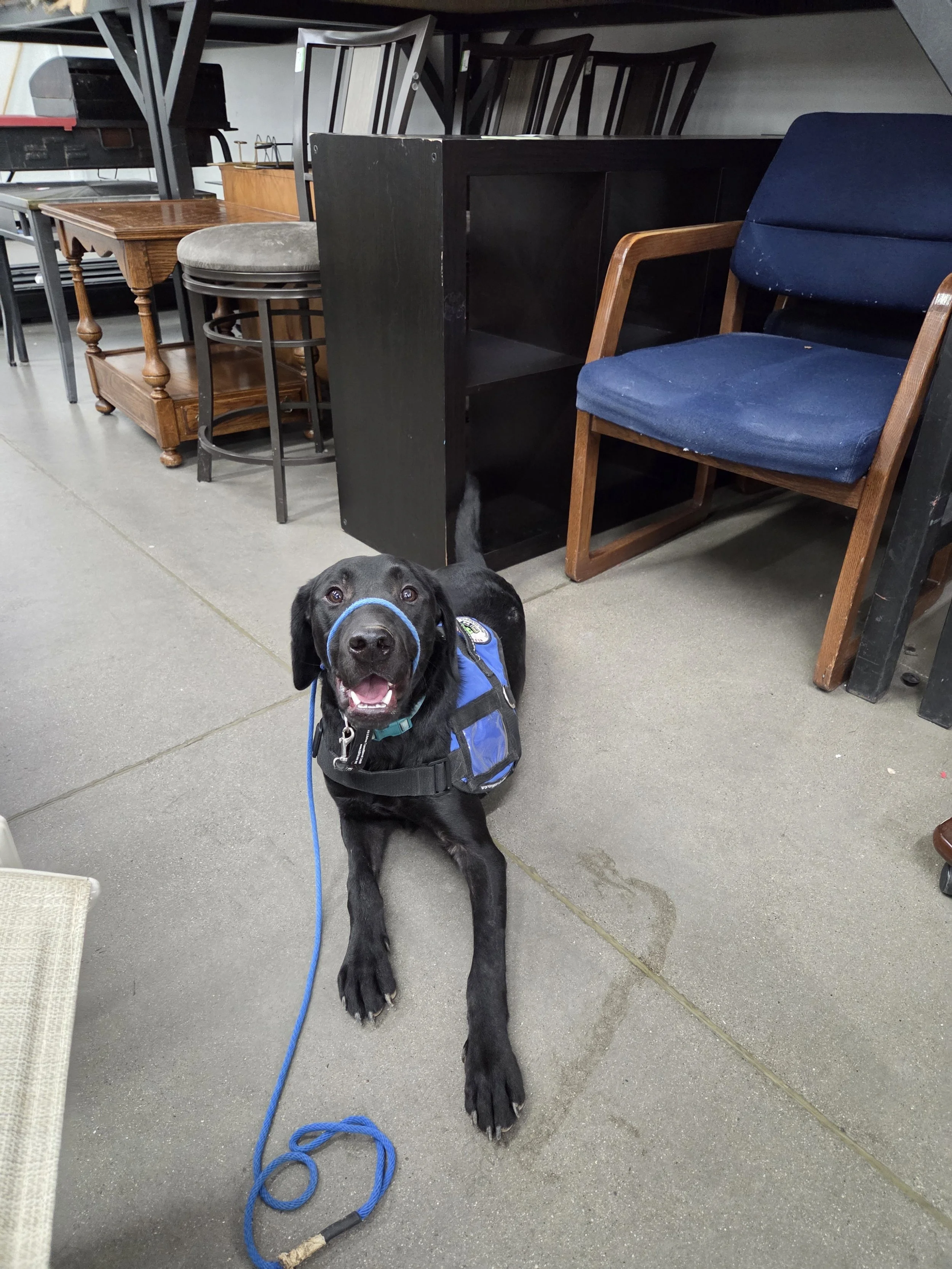 Ozzie - M Labrador