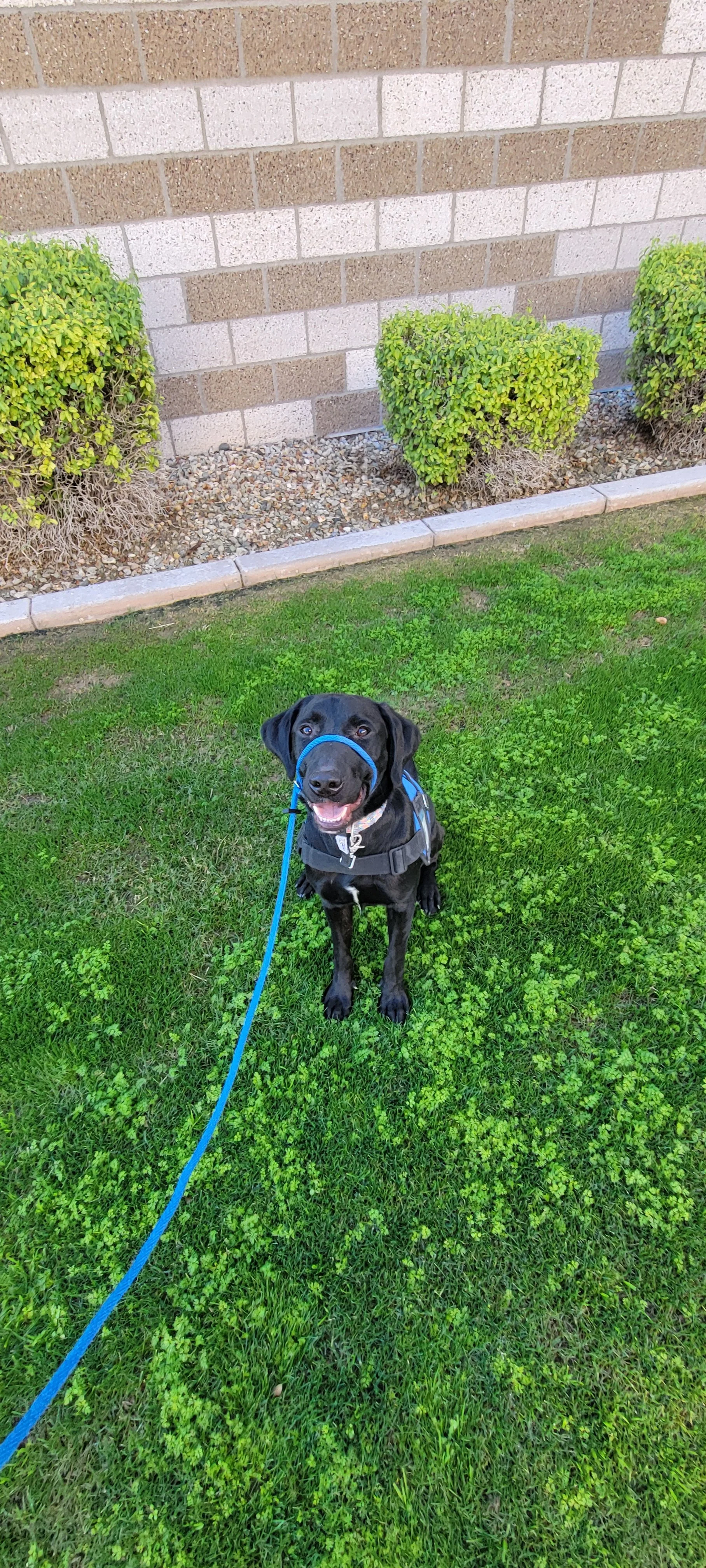 Austin - M Labrador