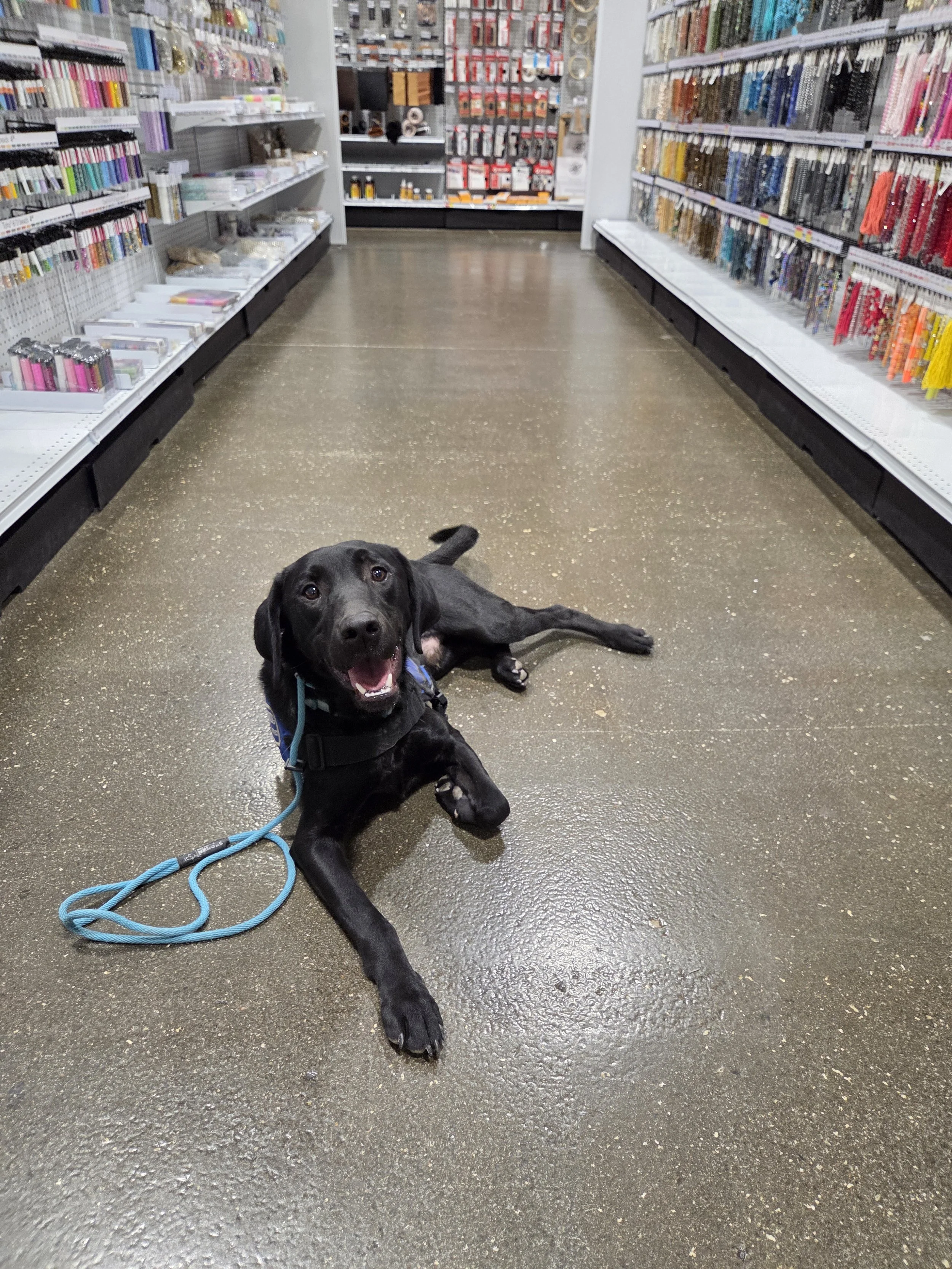 Ozzie - M Labrador