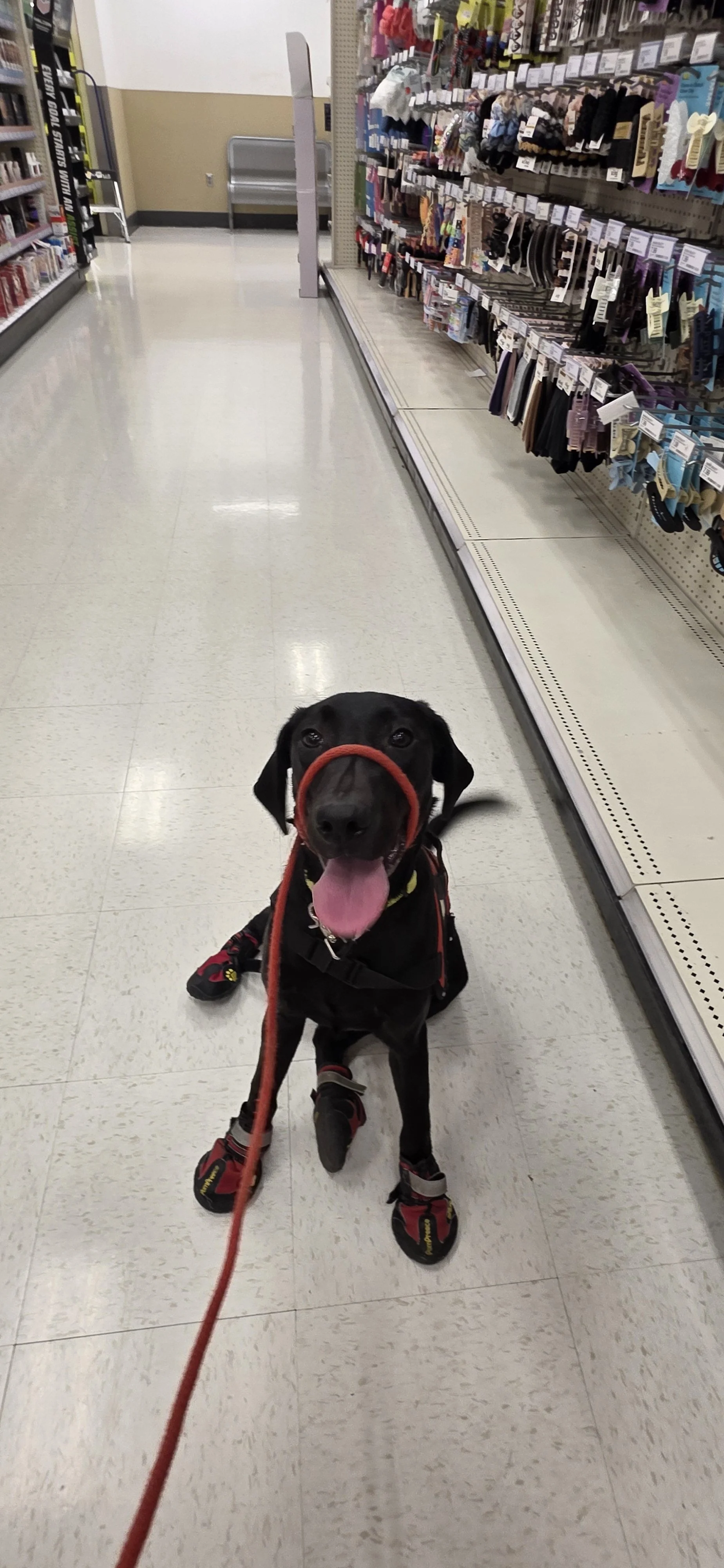Suzie Q - Female Labrador
