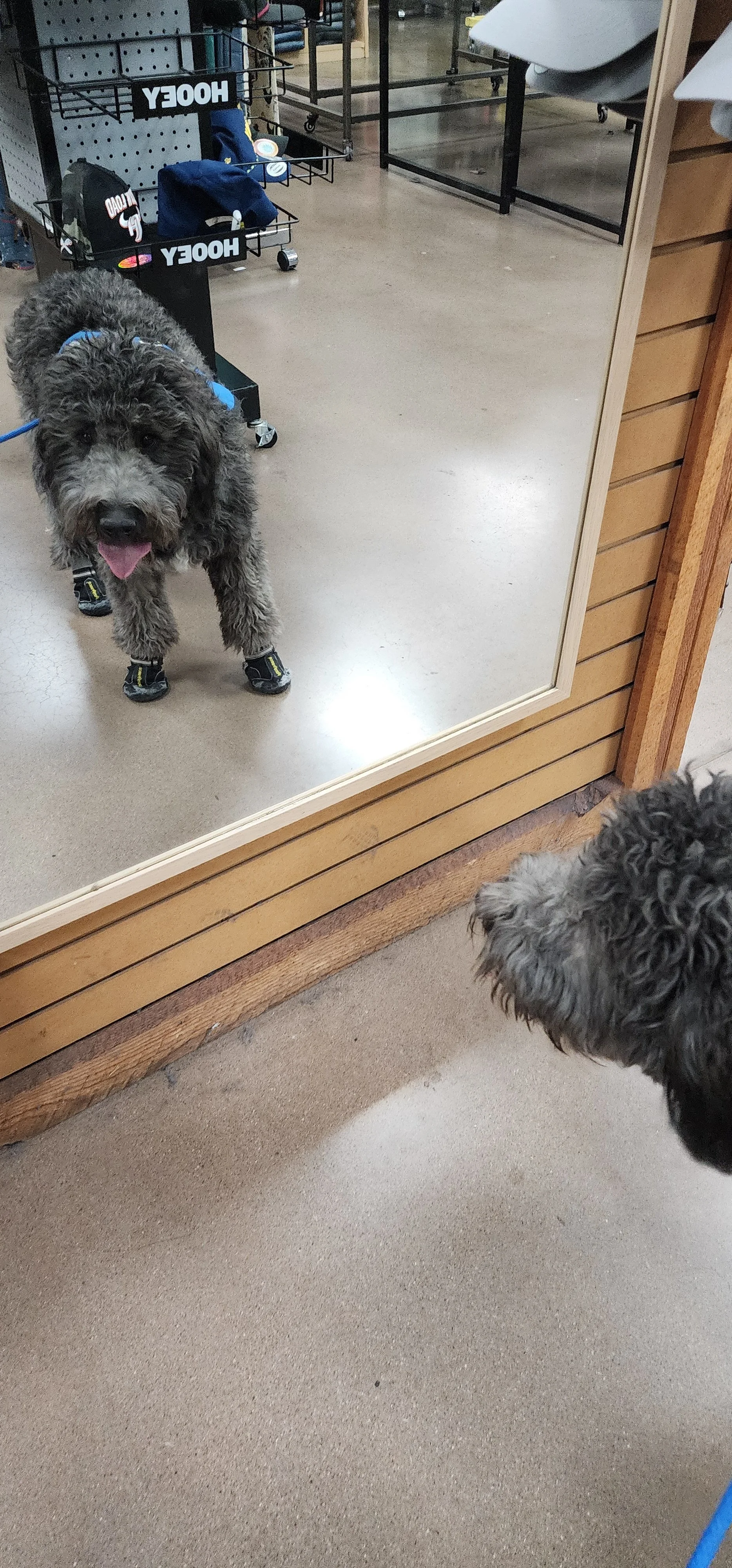 June F Goldendoodle 