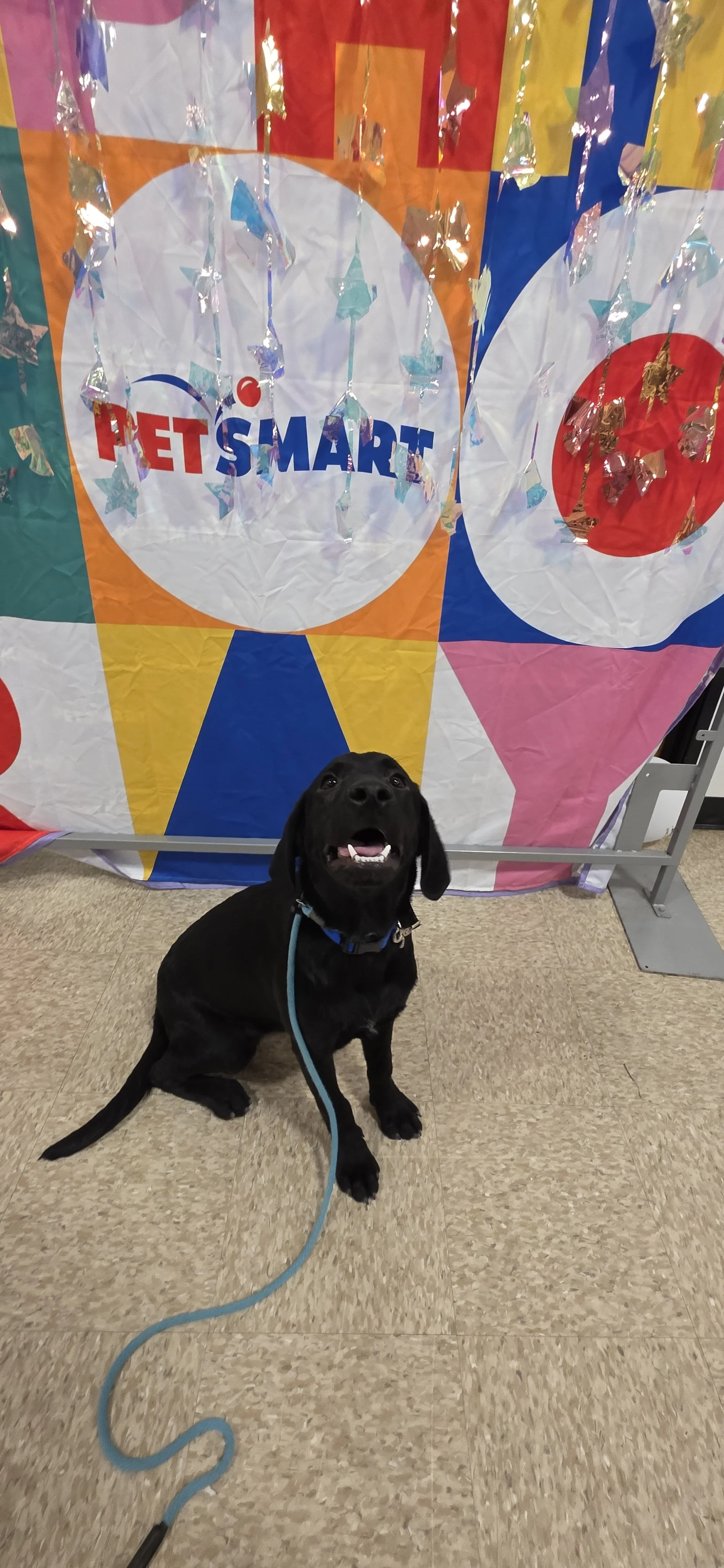 Ace - M Labrador