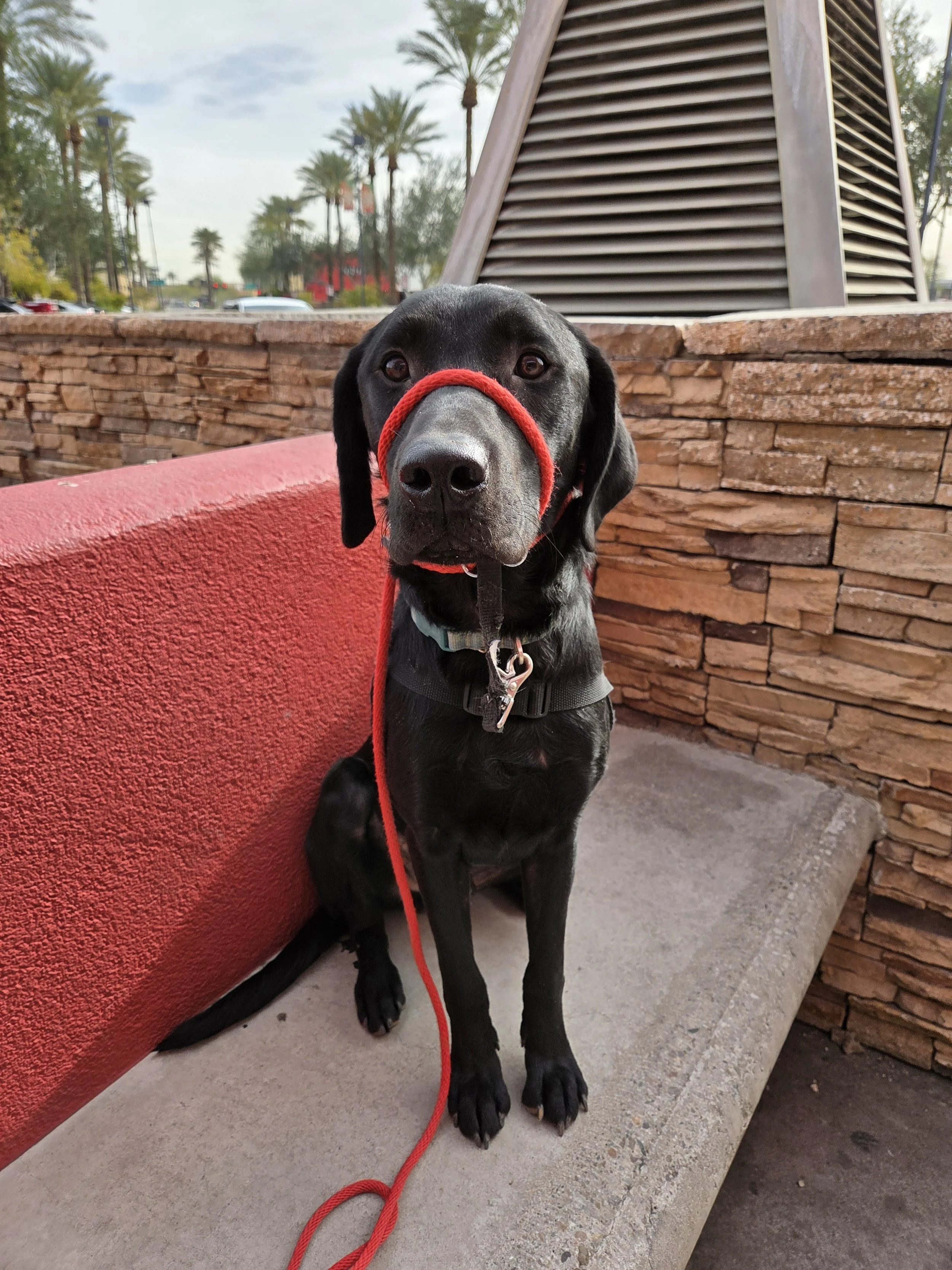 Ozzie - M Labrador