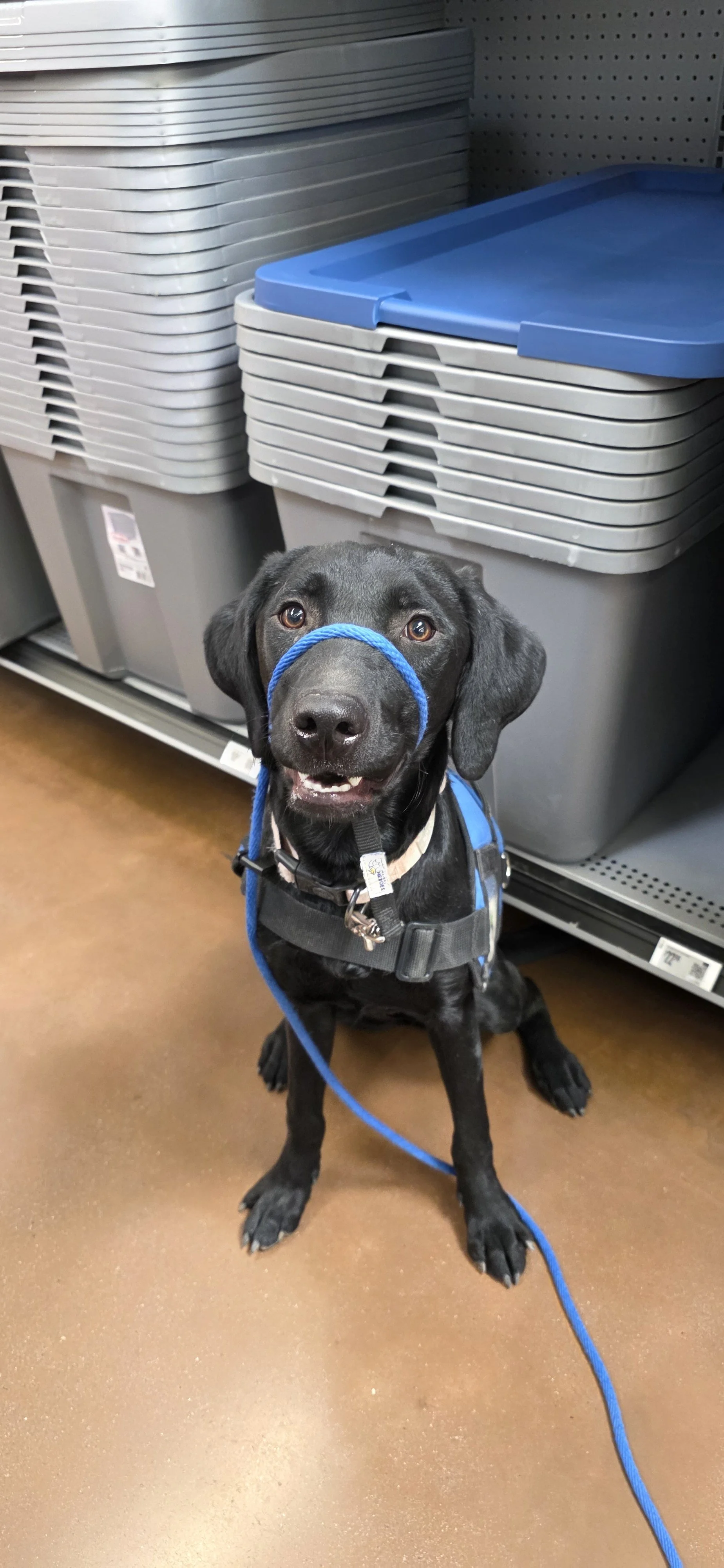 Brook - F Labrador