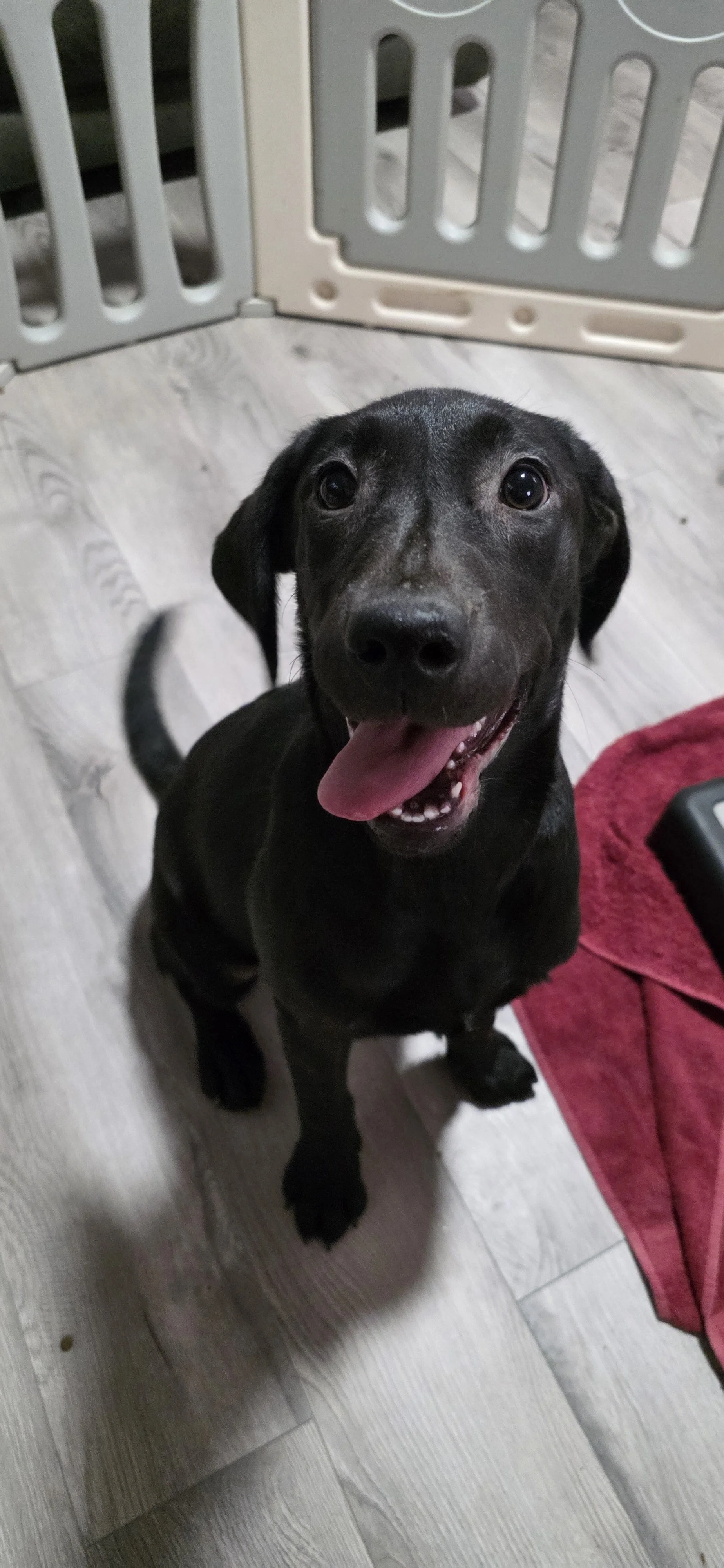 Suzie Q - Female Labrador
